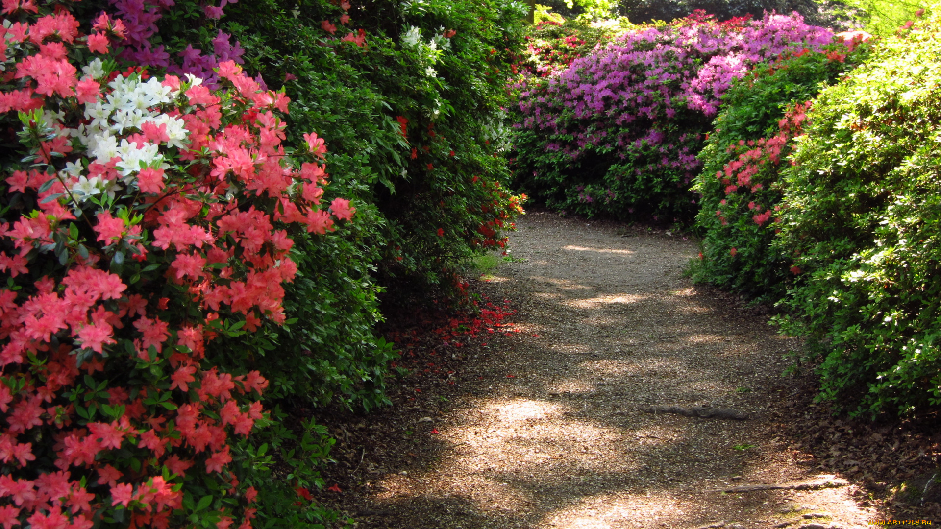 azalea, garden, richmond, england, природа, парк, кусты, азалии