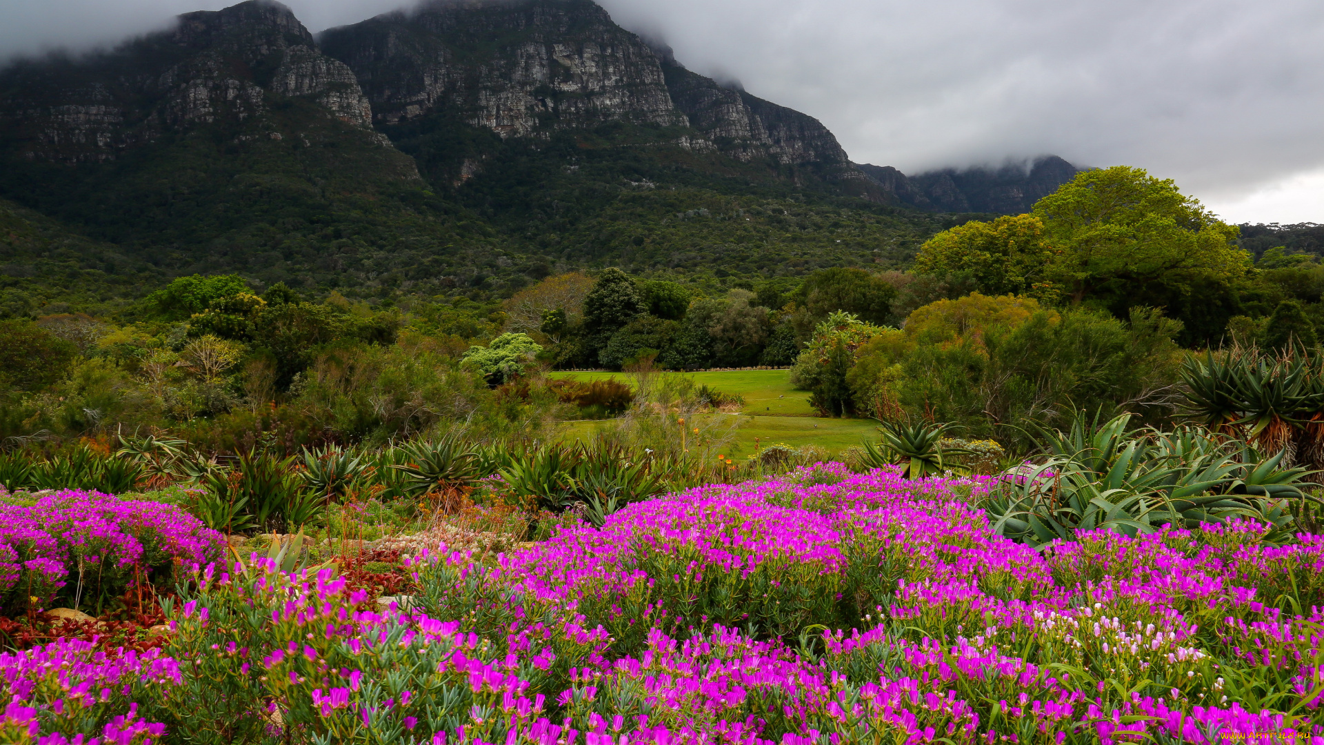 kirstenbosch, botanic, garden, south, africa, природа, парк, сад, горы, дымка