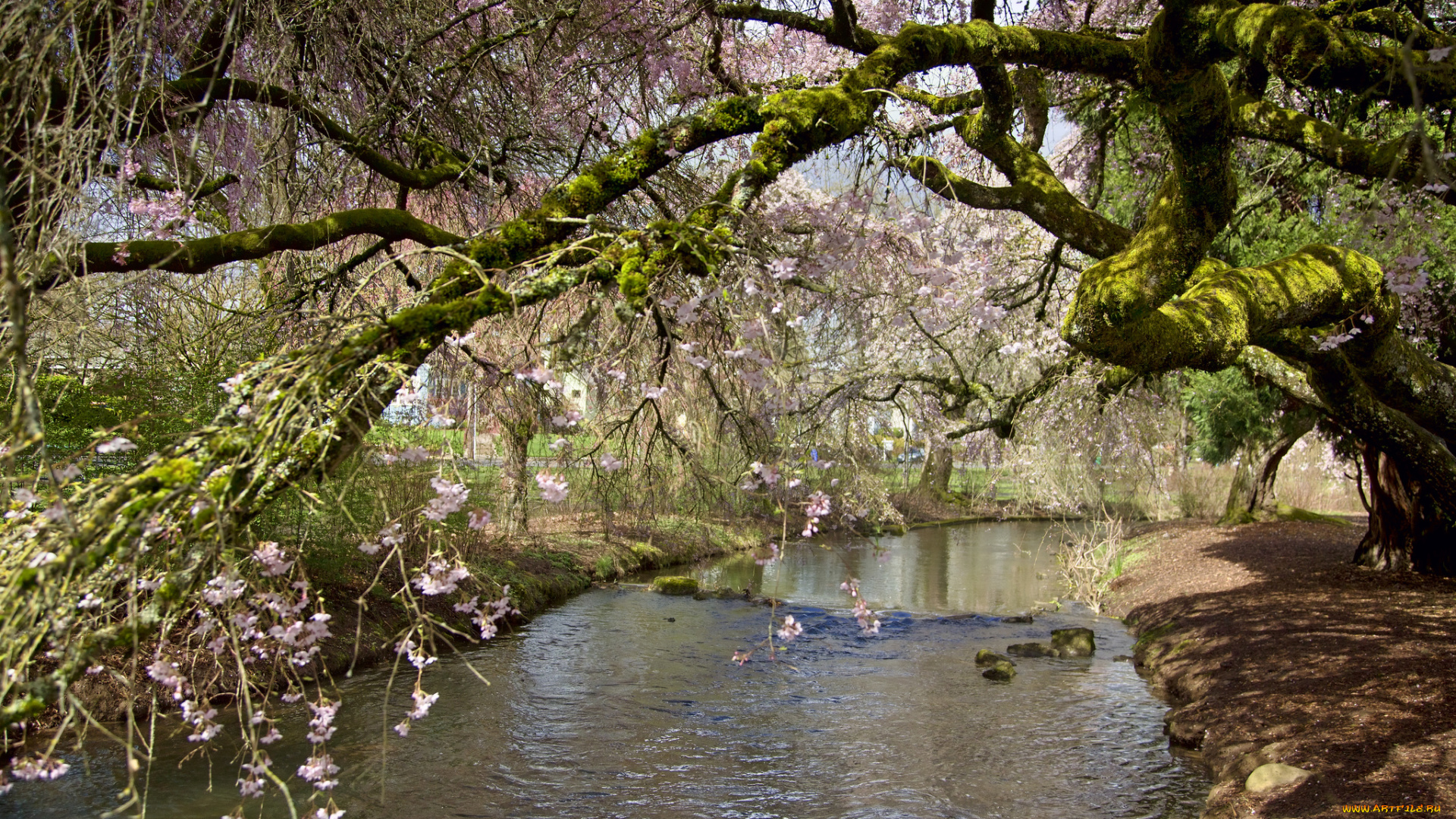 westmoreland, park, portland, oregon, природа, реки, озера, деревья, река, парк, орегон, портленд