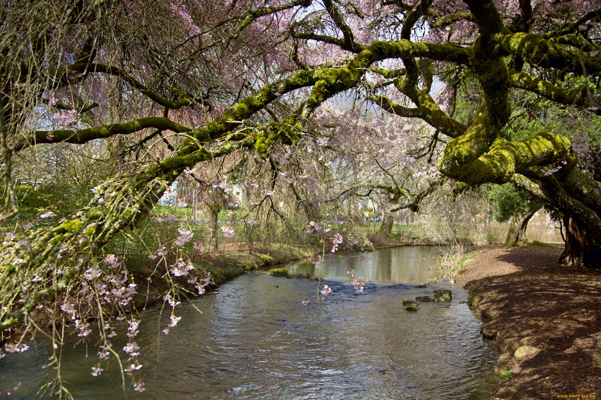 Река деревья весна бесплатно