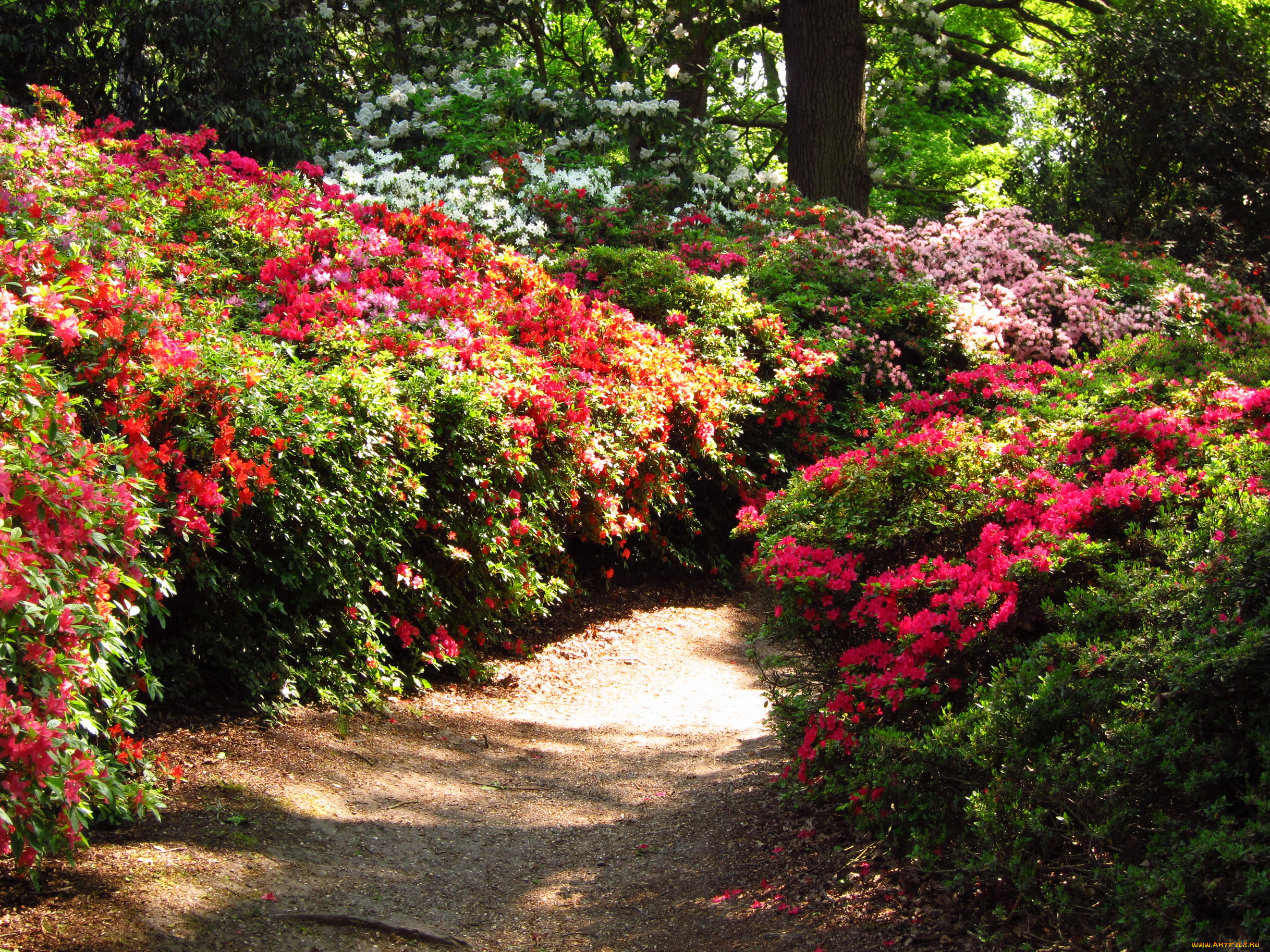 azalea, garden, richmond, england, природа, парк, сад, азалии, кусты