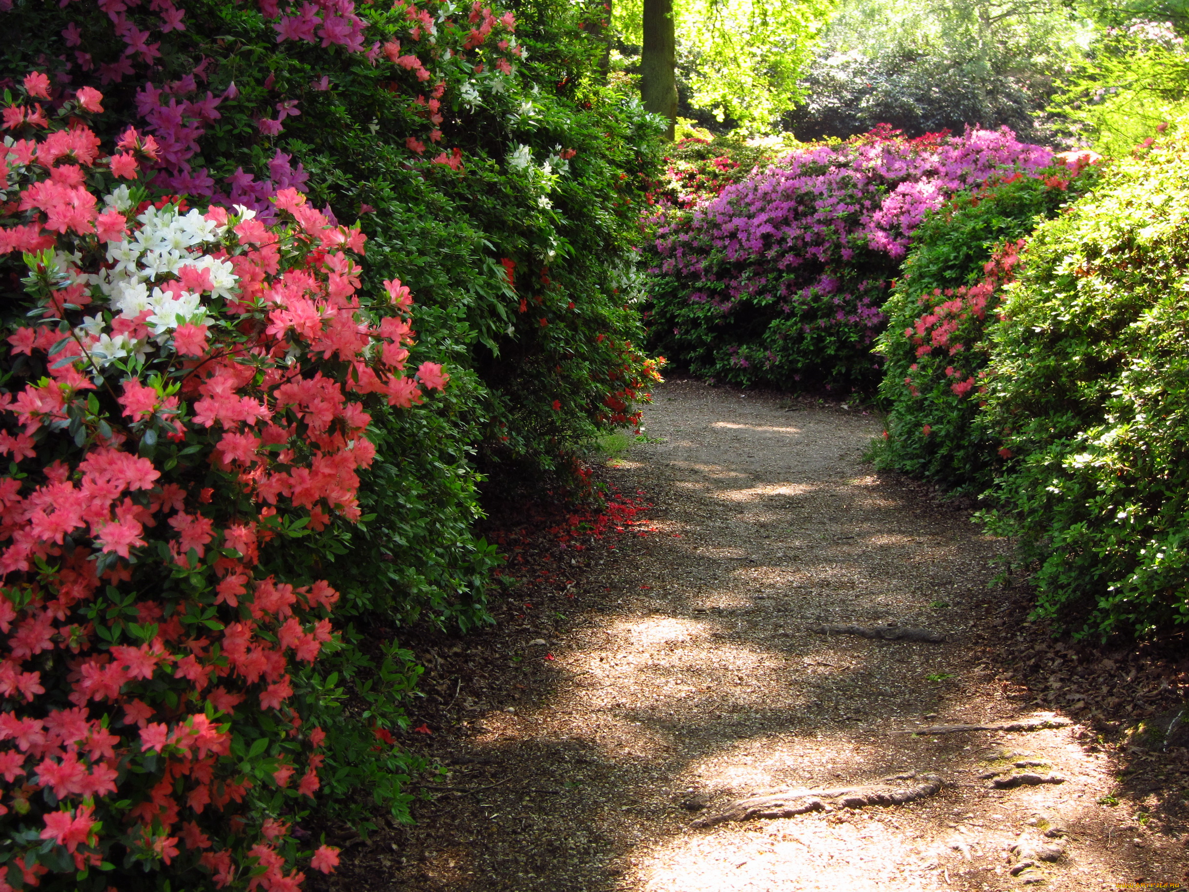 azalea, garden, richmond, england, природа, парк, кусты, азалии