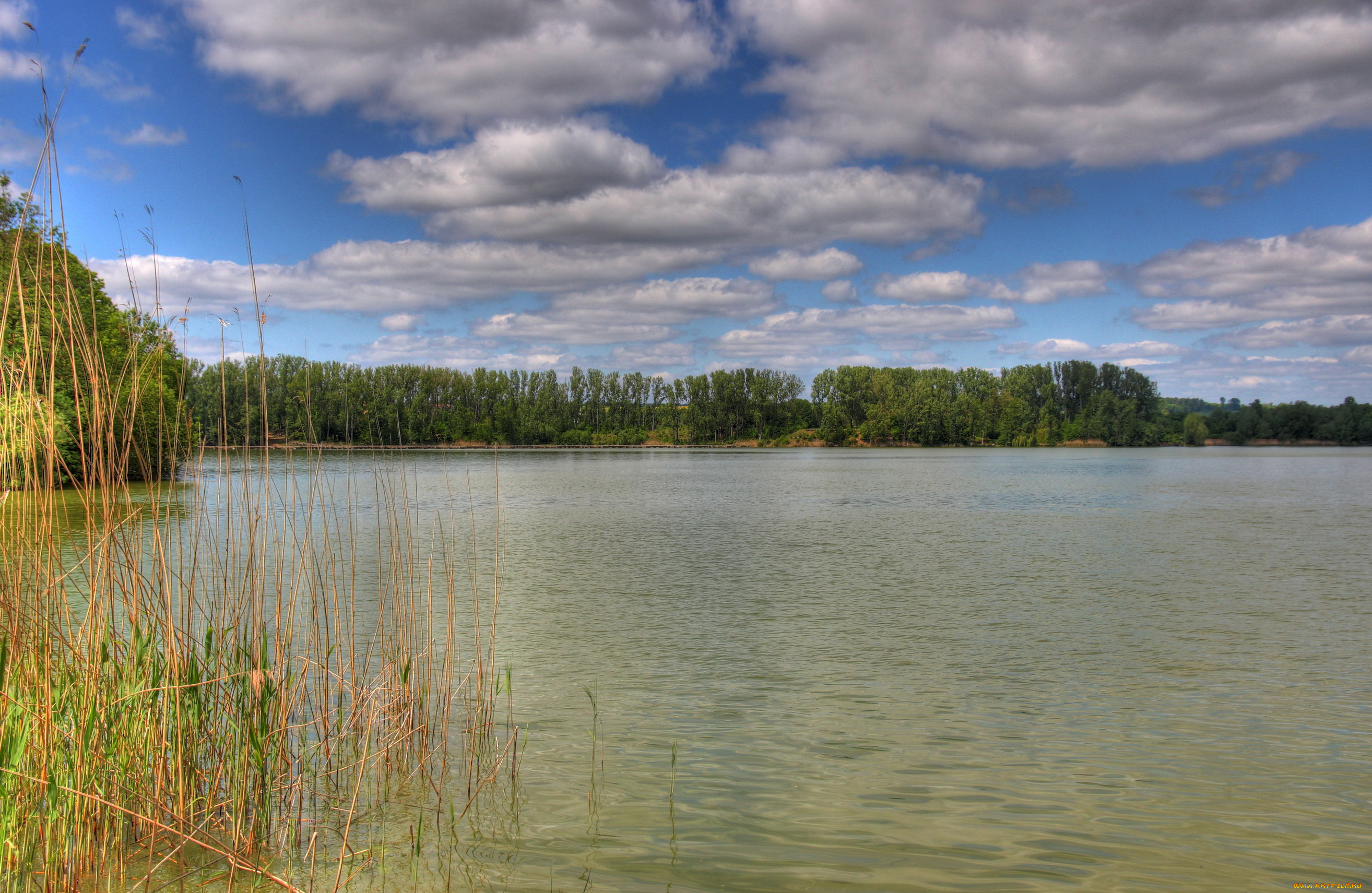 германия, вёльферсхайм, природа, реки, озера, река, камыши