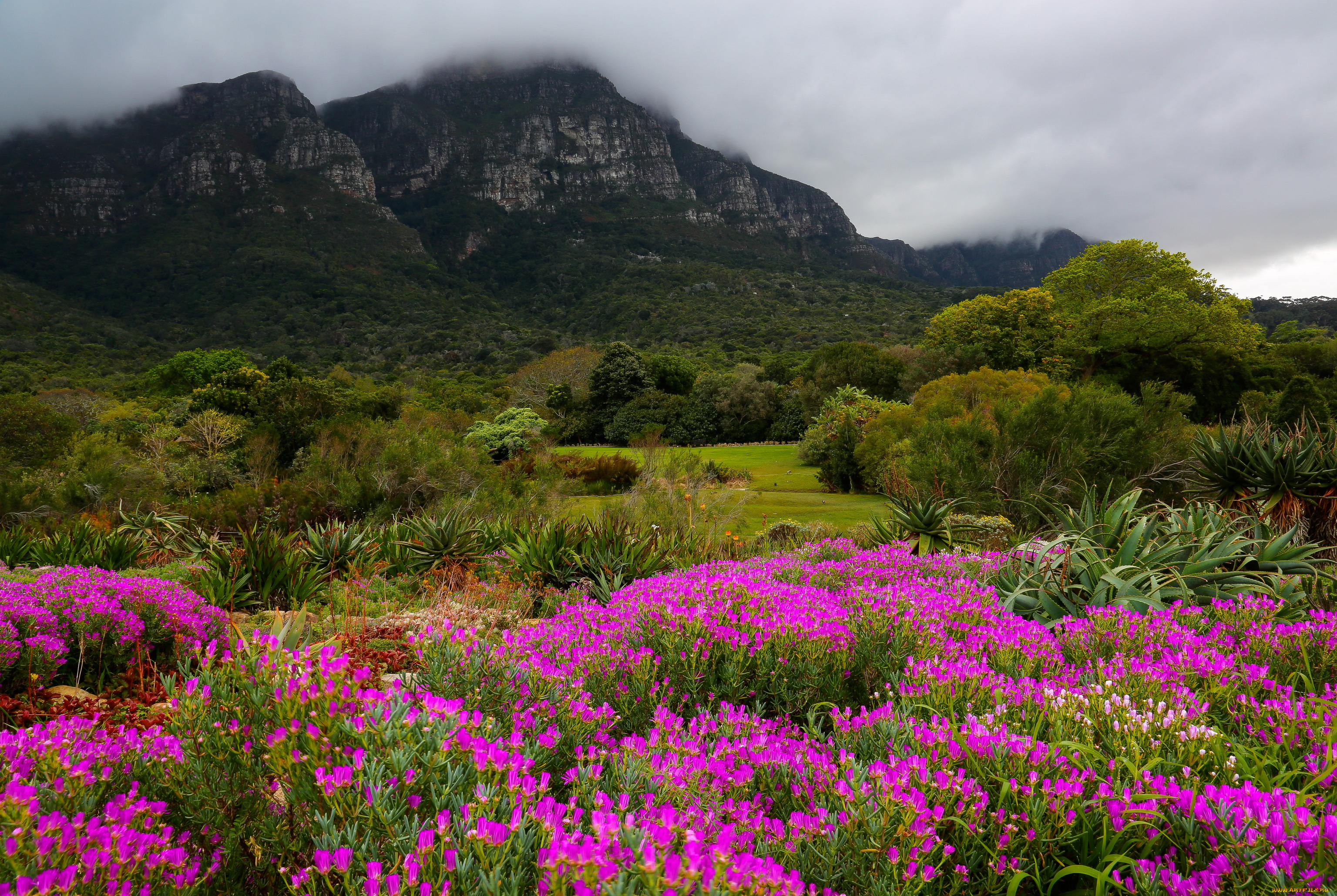 kirstenbosch, botanic, garden, south, africa, природа, парк, сад, горы, дымка