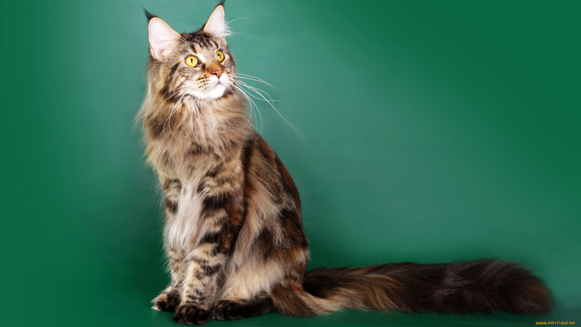 maine, coon, животные, коты, maine, coon, кот