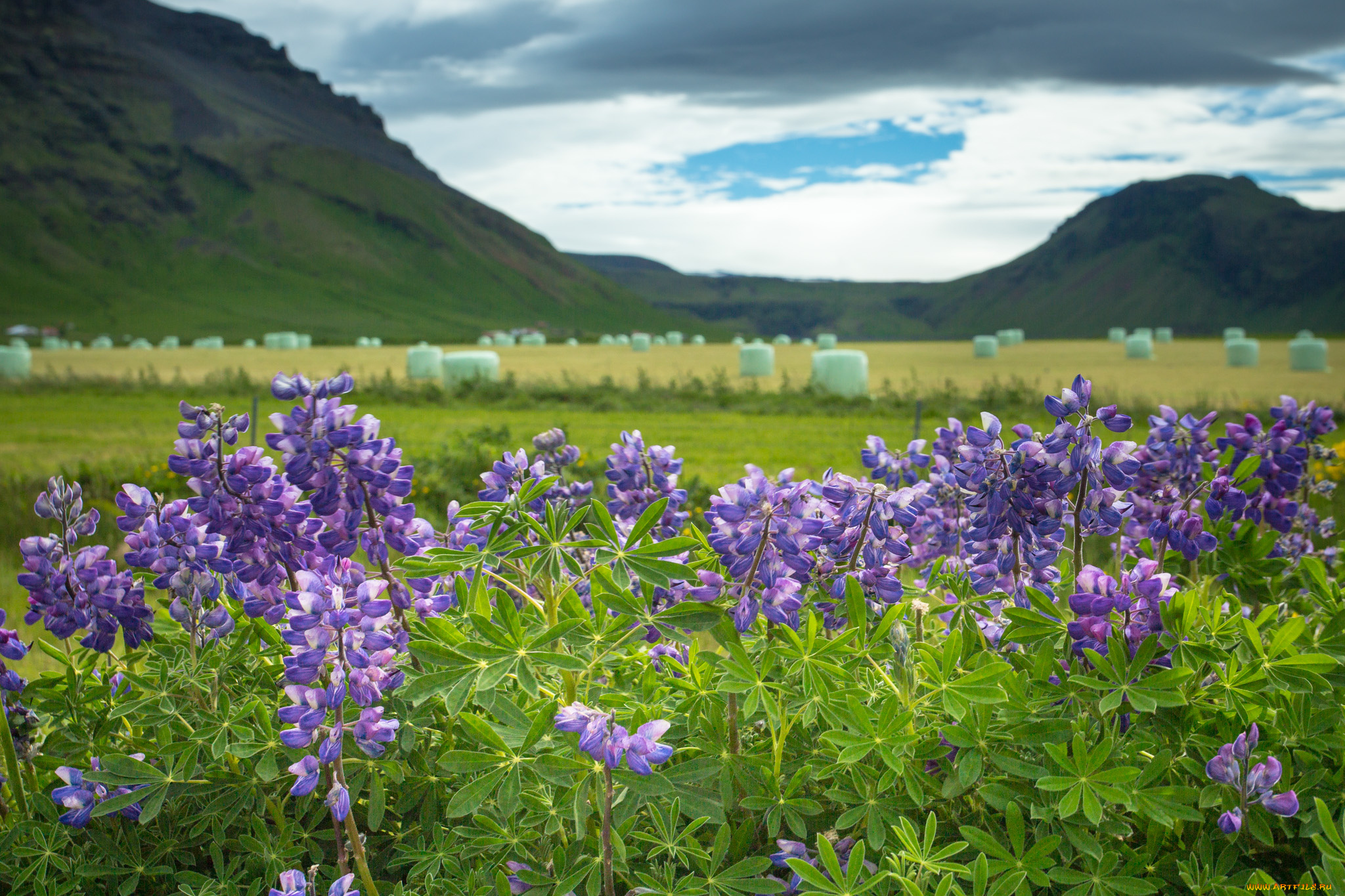 iceland, цветы, люпин, исландия, люпины, горы