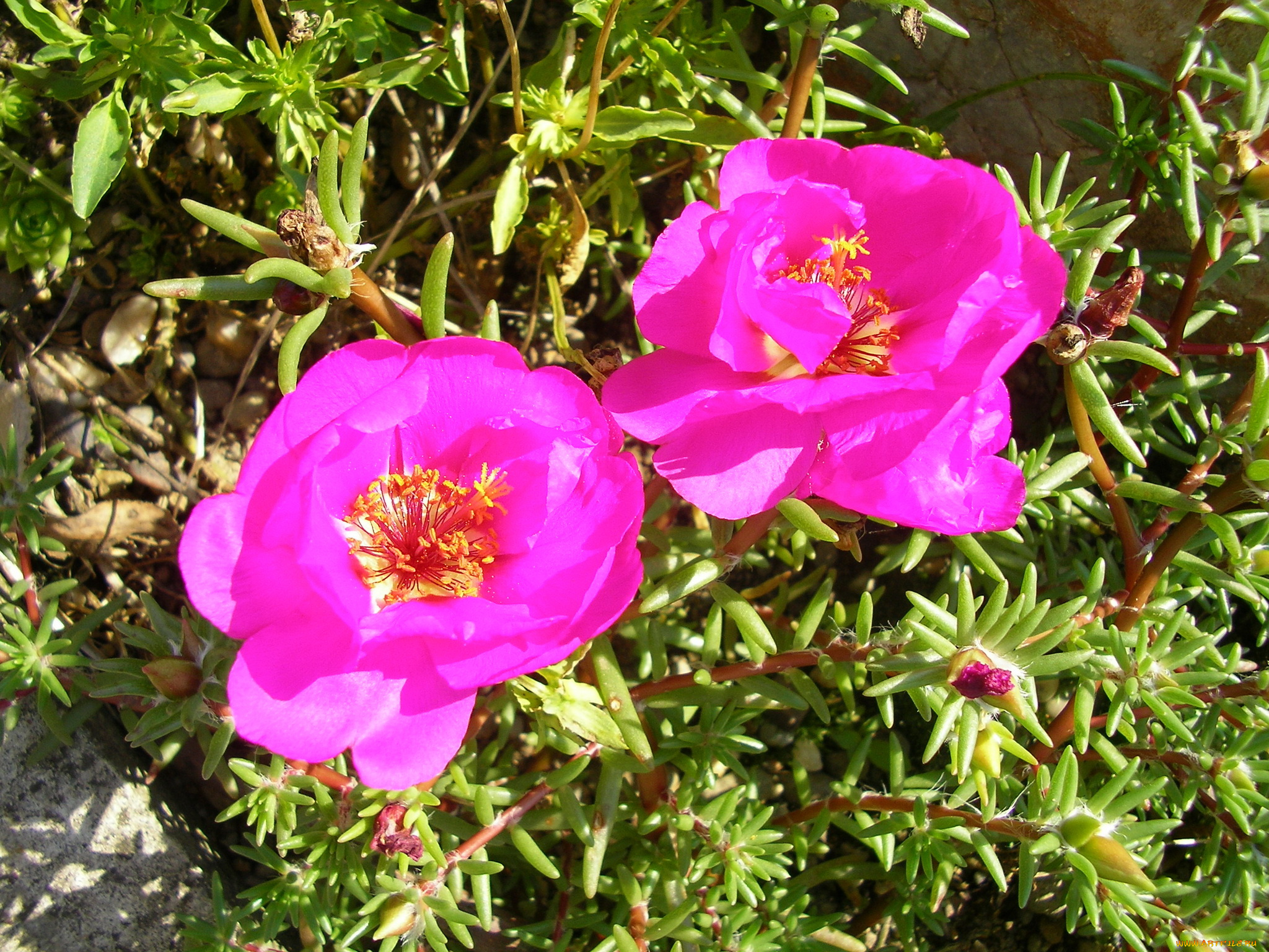 цветы, портулак, дандур, portulaca, розовый