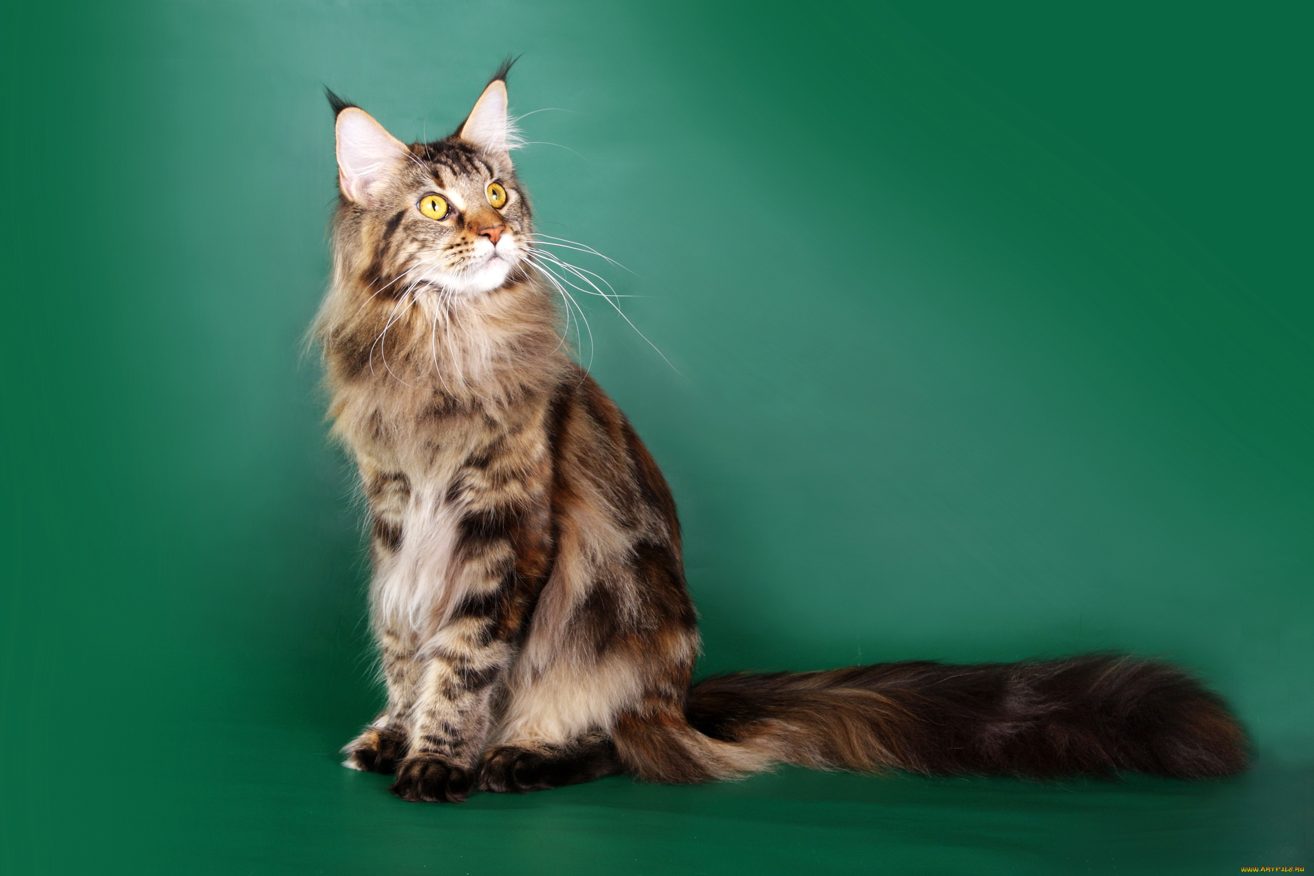 maine, coon, животные, коты, maine, coon, кот