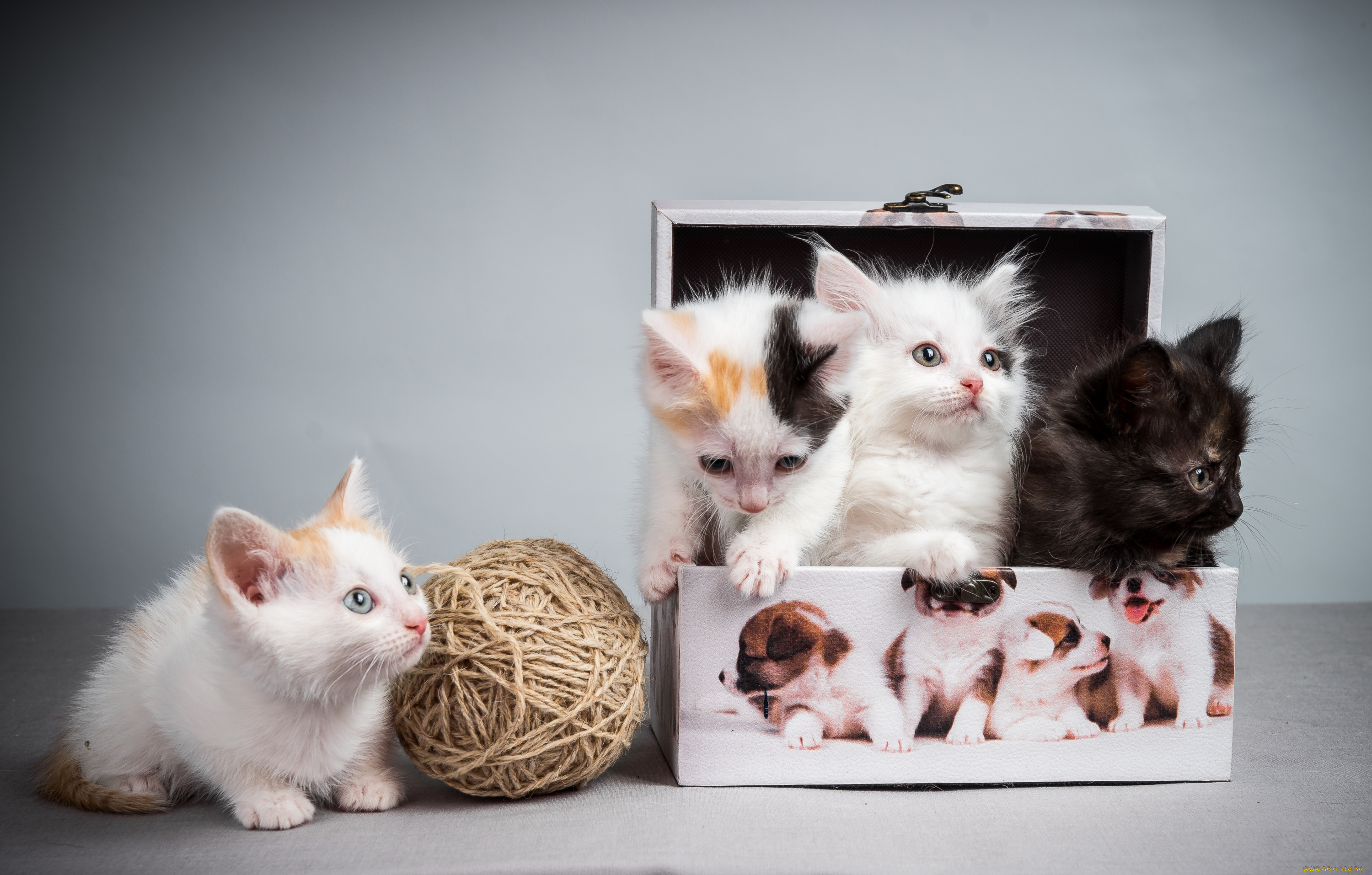 Котята звуко. Котята в коробке. Четыре котенка. Маленький котенок. Котенок в коробочке.