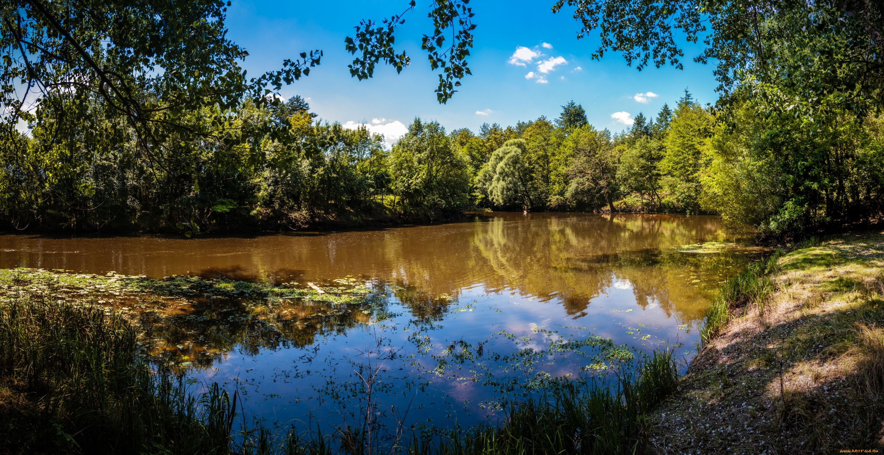 природа, реки, озера, лес, река