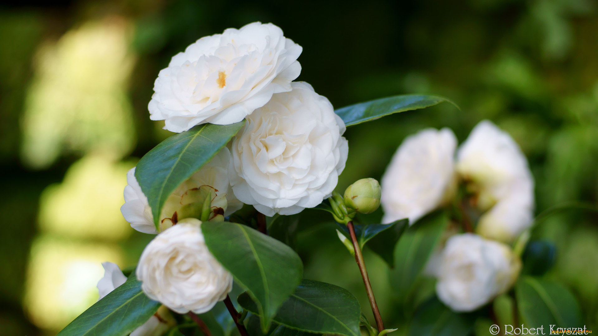 цветы, камелии, камелия, листья, бутон, цветение, кустарник, camellia, leaf, bud, flowering, shrubs