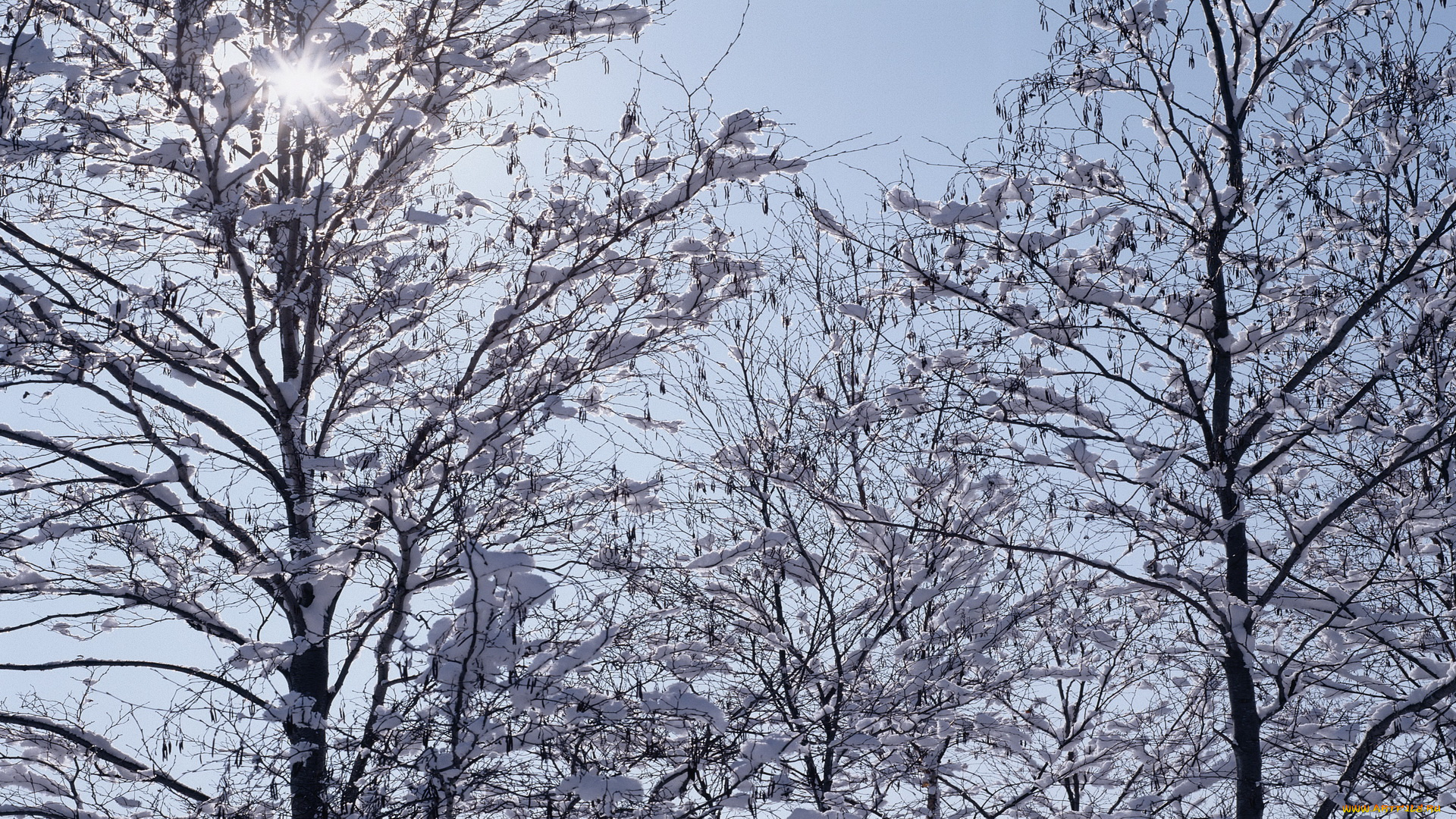 природа, зима, снег, деревья, небо