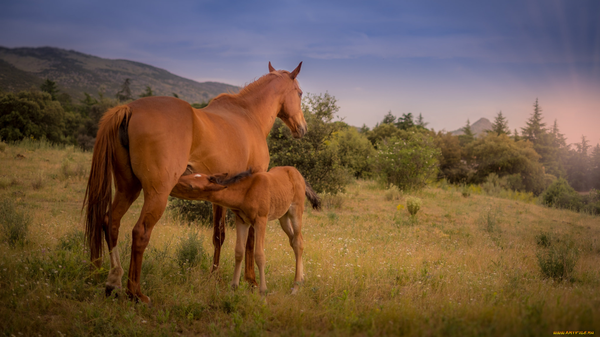 животные, лошади, животное, красавцы, horse, animal, handsome