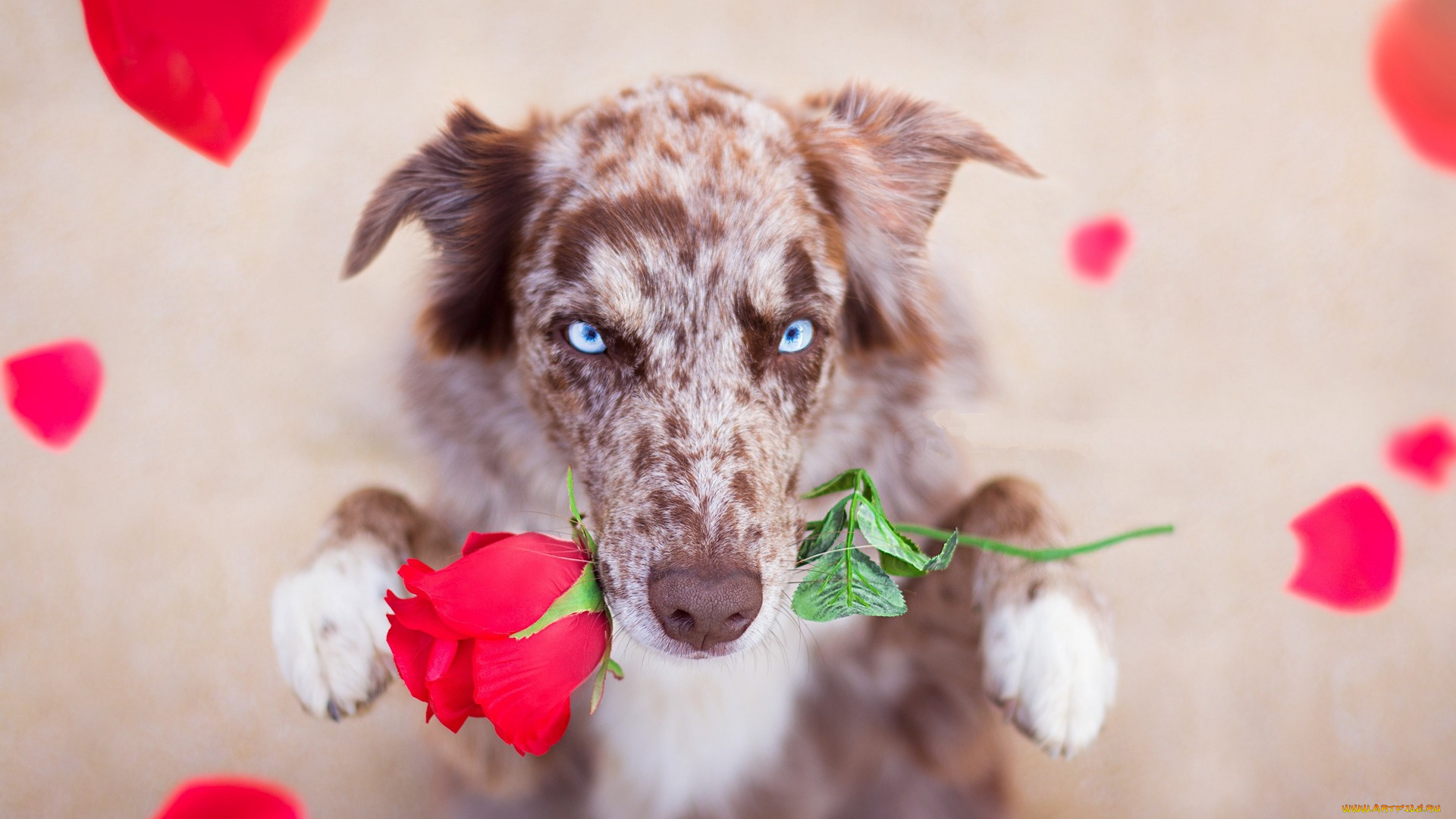 животные, собаки, цветок, роза
