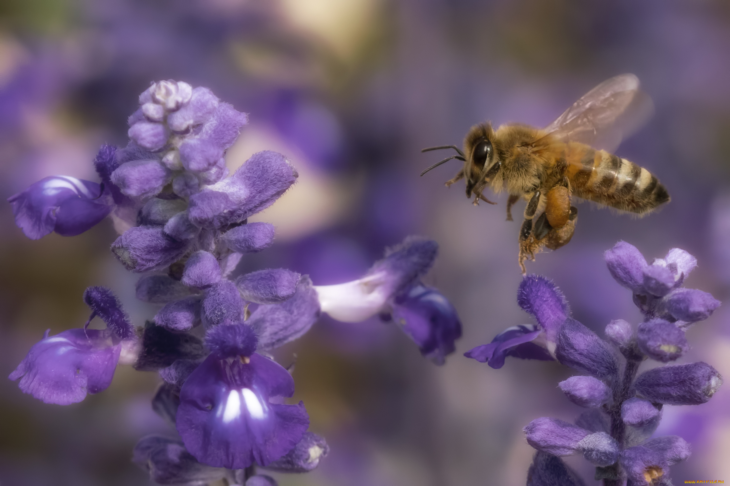 животные, пчелы, , осы, , шмели, пчела, полет, цветы, лаванда