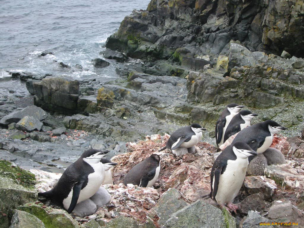 antarktida, животные, пингвины
