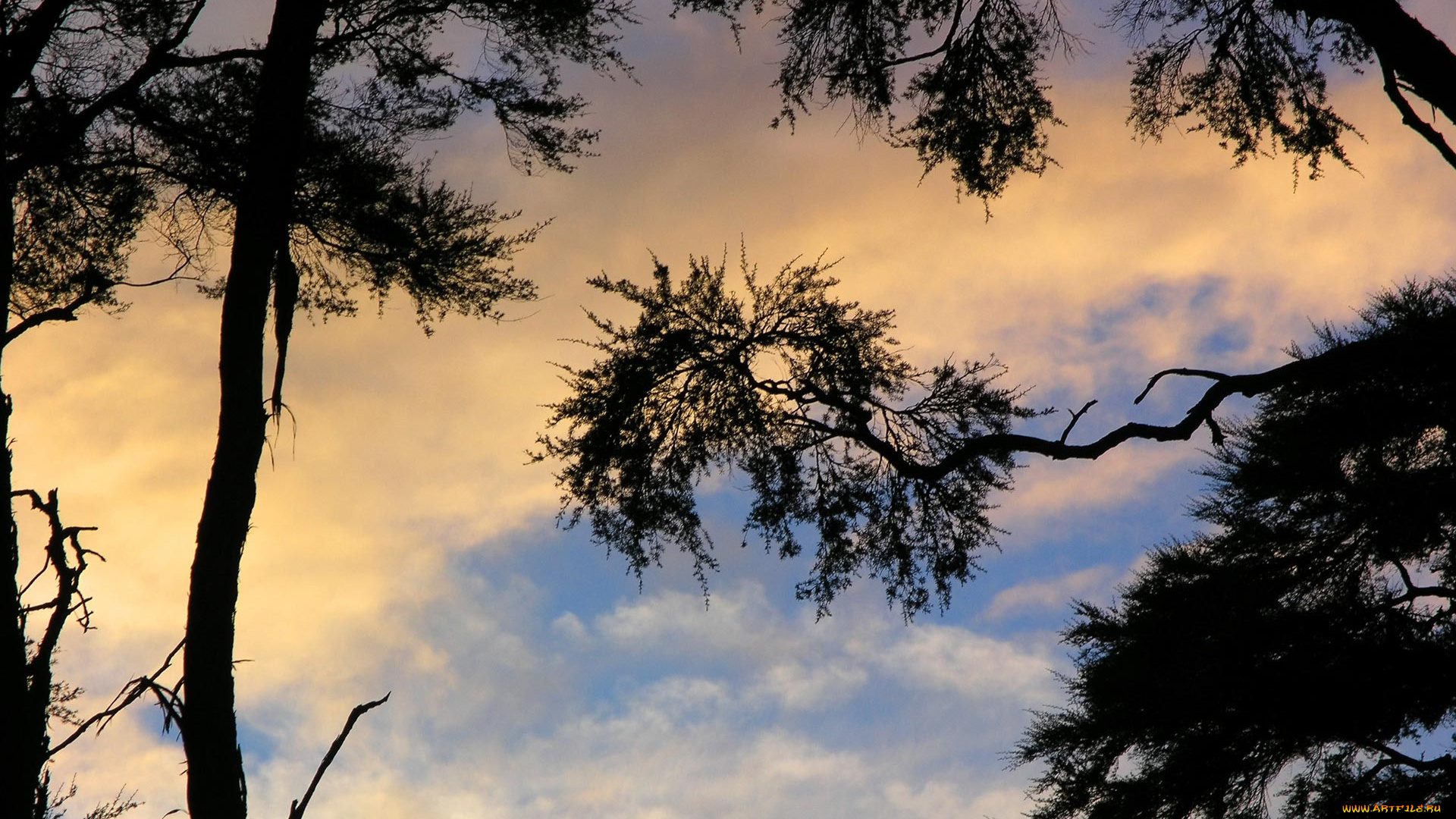 bark, bay, sunset, природа, деревья