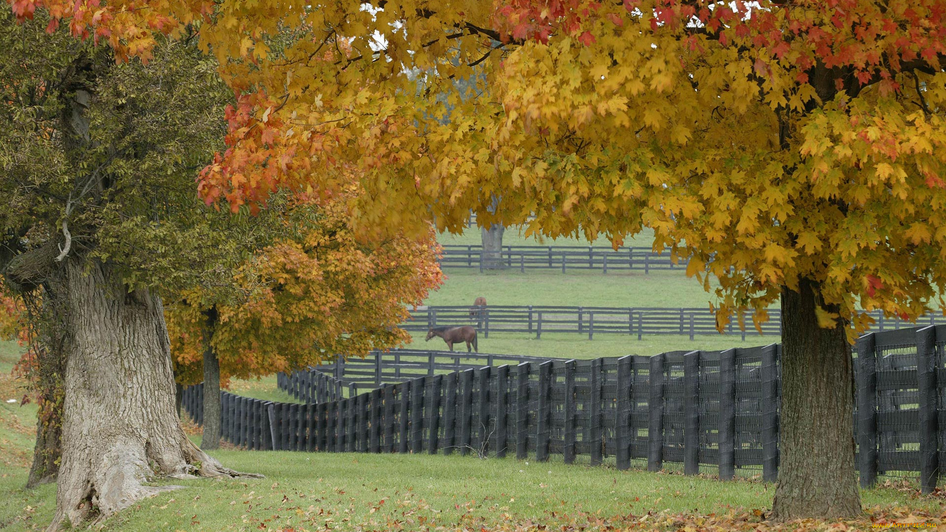 horse, farm, in, fall, природа, деревья