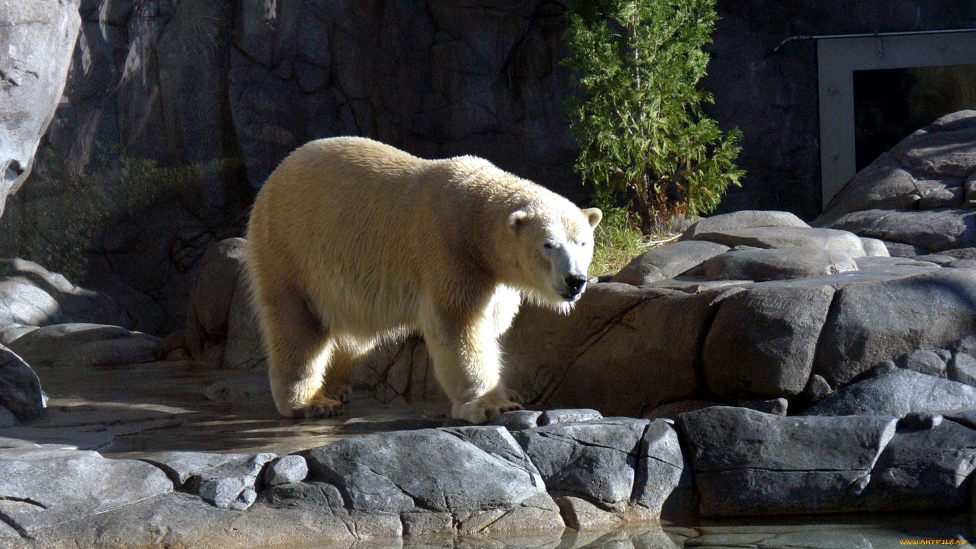 polar, bear, животные, медведи