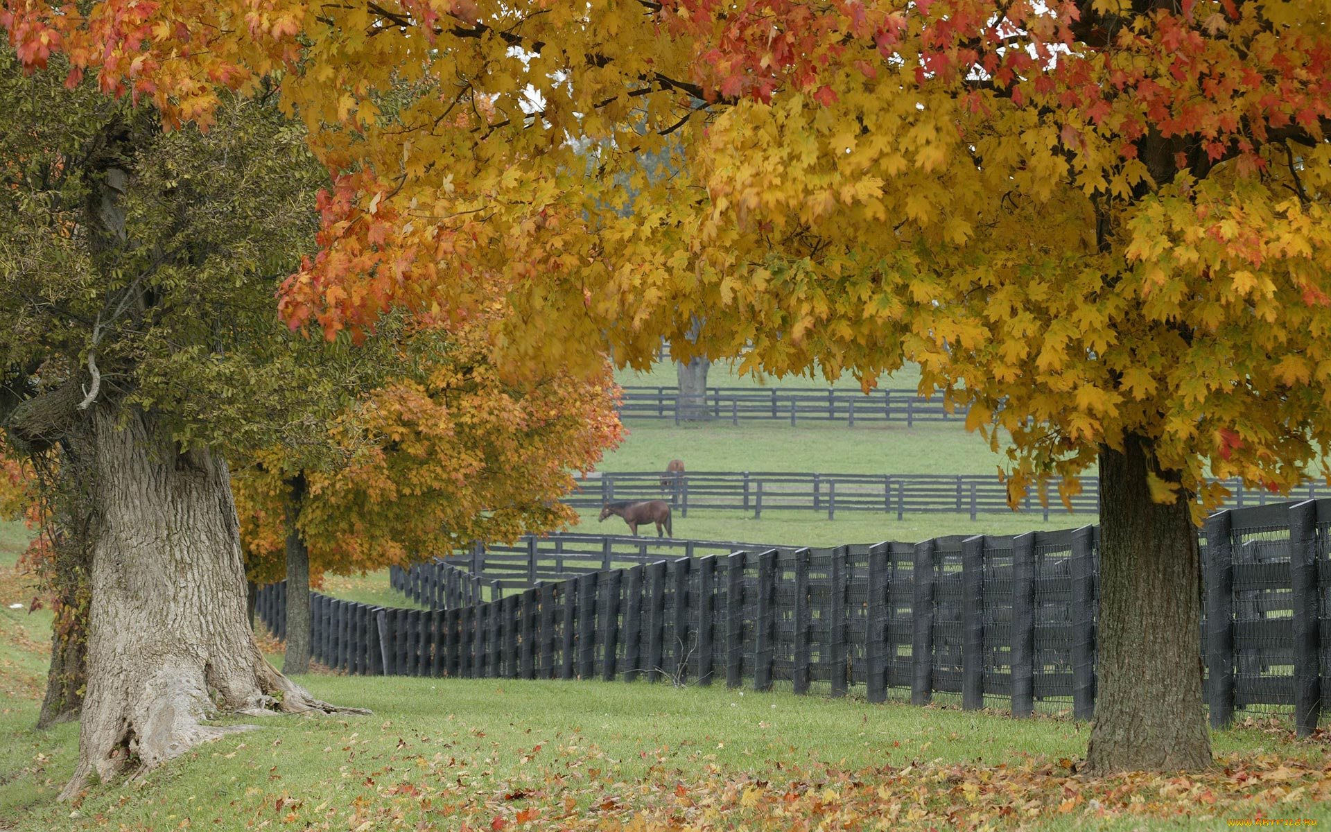 horse, farm, in, fall, природа, деревья