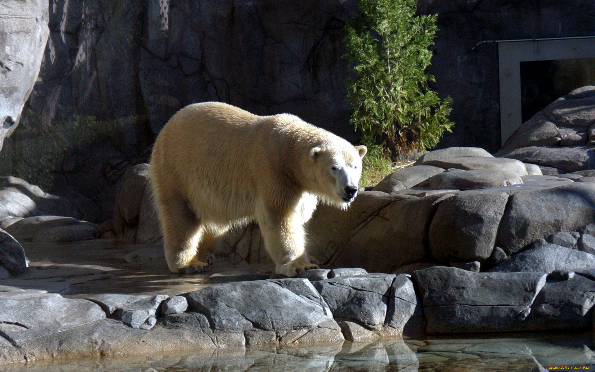 polar, bear, животные, медведи