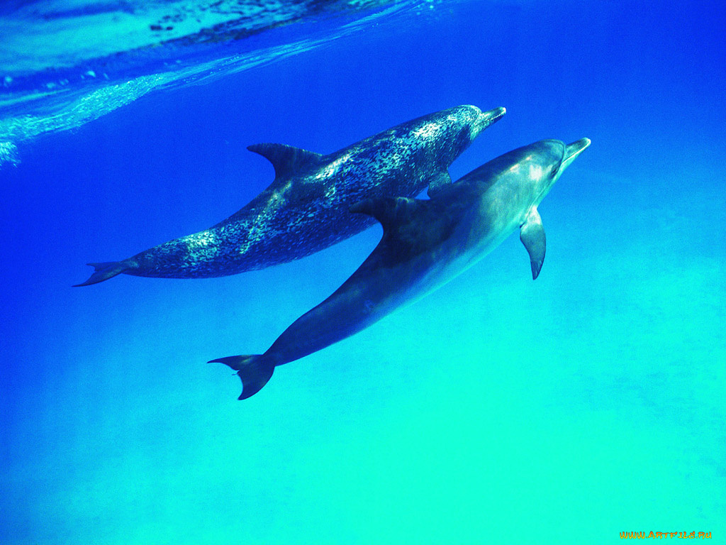 животные, дельфины