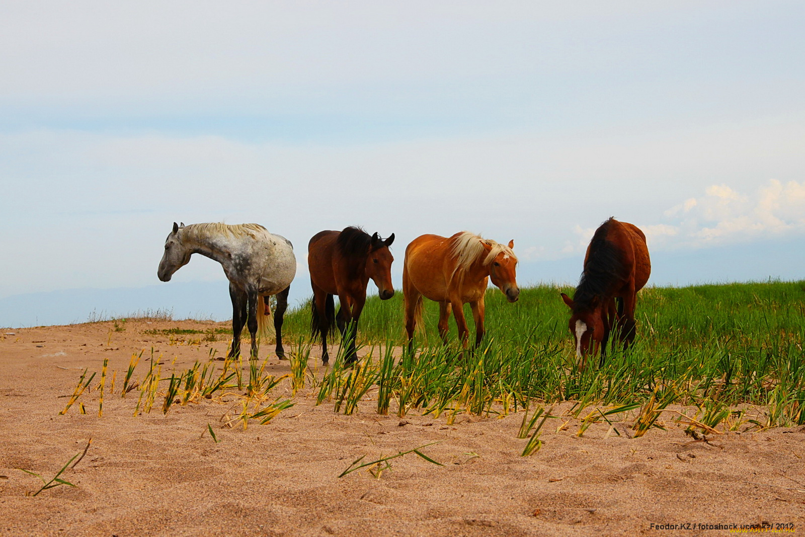 животные, лошади, песок