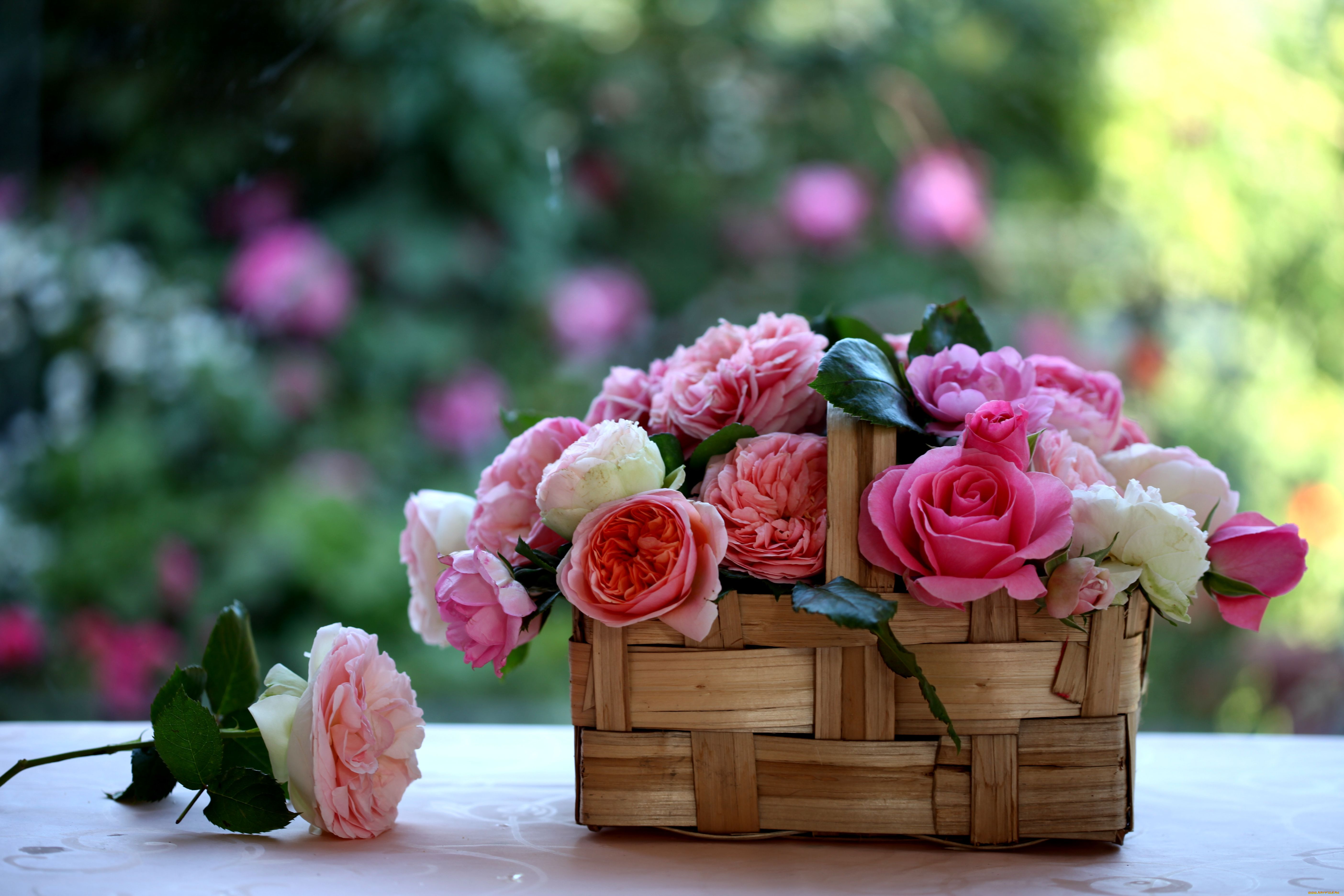 цветы, розы, корзинка, лукошко, y, elena, di, guardo
