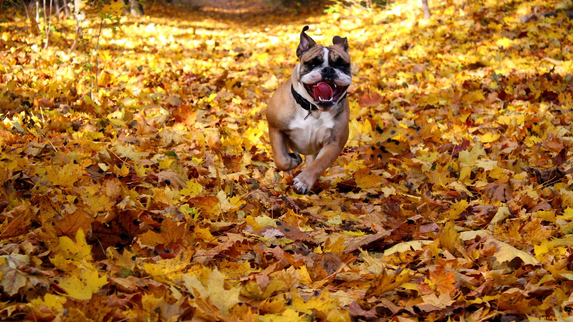 животные, собаки, осень, листья, english, bulldog