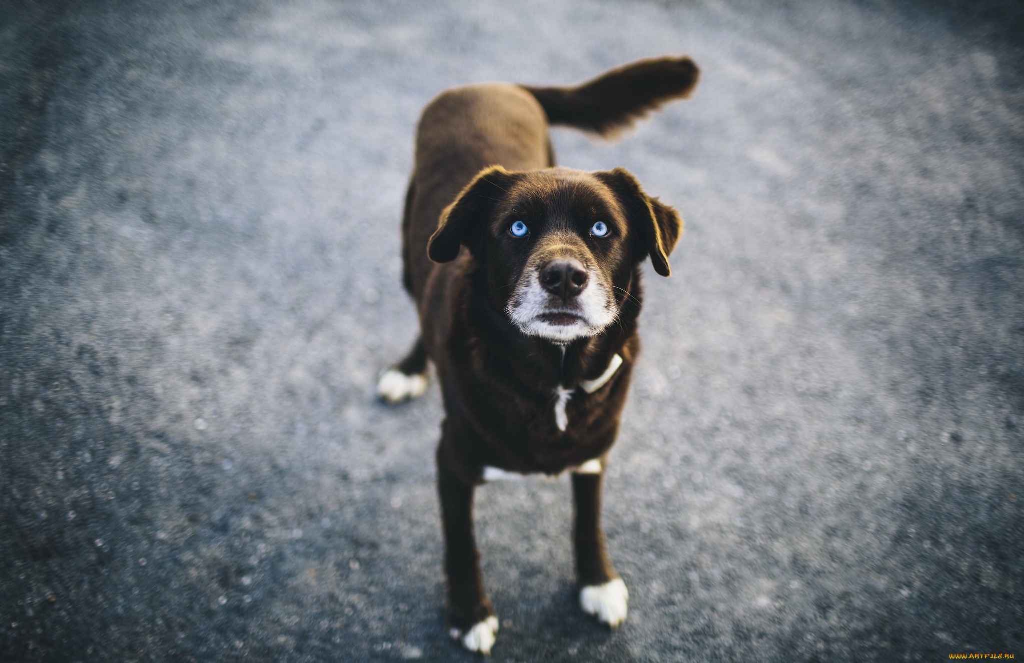 Dog blues. Хвост виляет собакой. Собака машет хвостом. Собака виляет хвостом фото. Собака фото сверху.