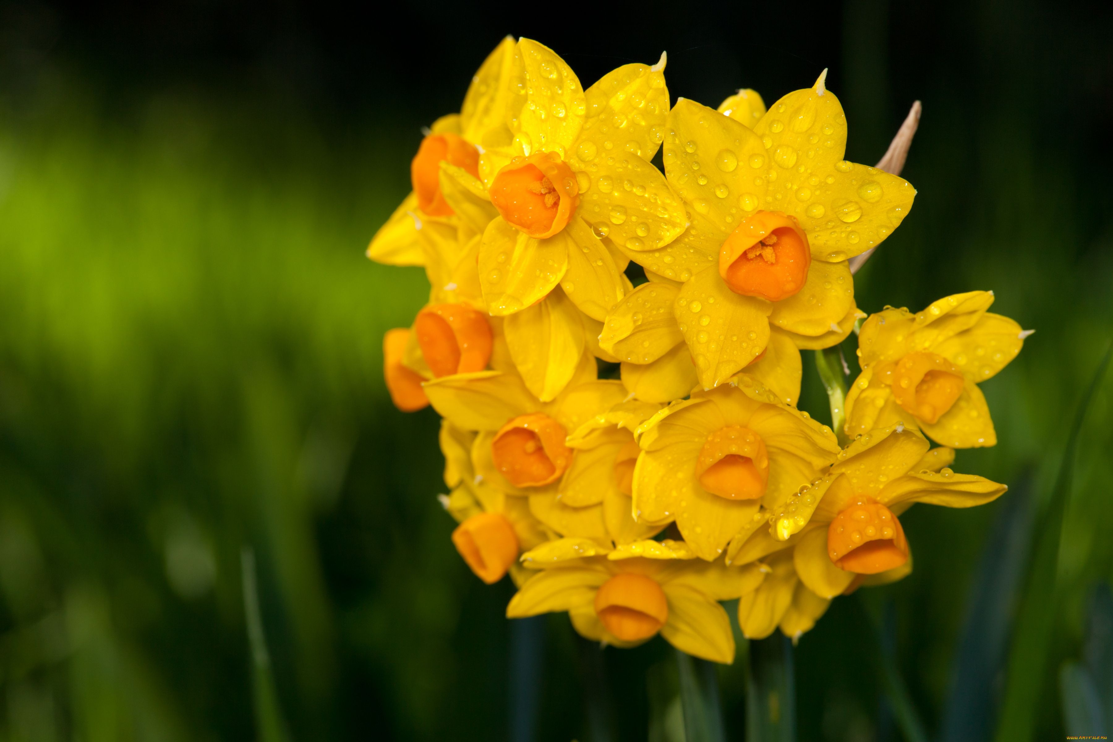 Желтые цветки с каплей бесплатно