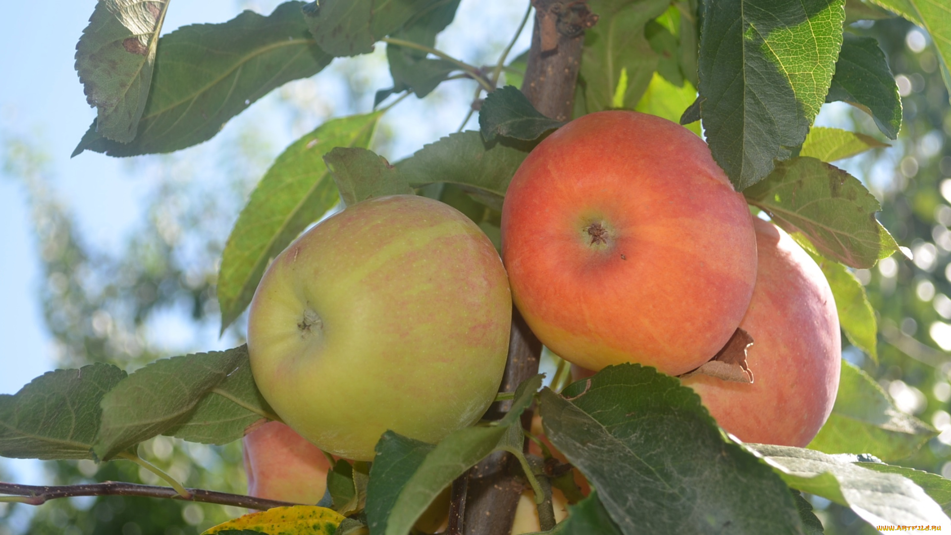природа, плоды, яблоки, листья