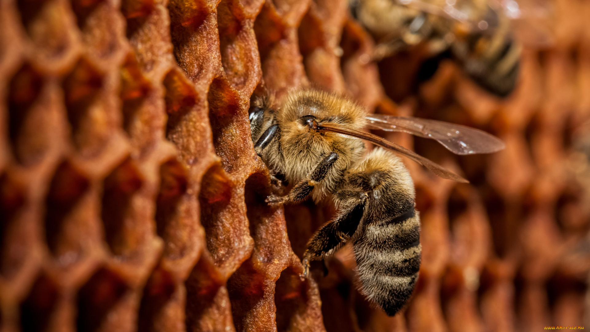 животные, пчелы, , осы, , шмели, соты, пчёлы, макро