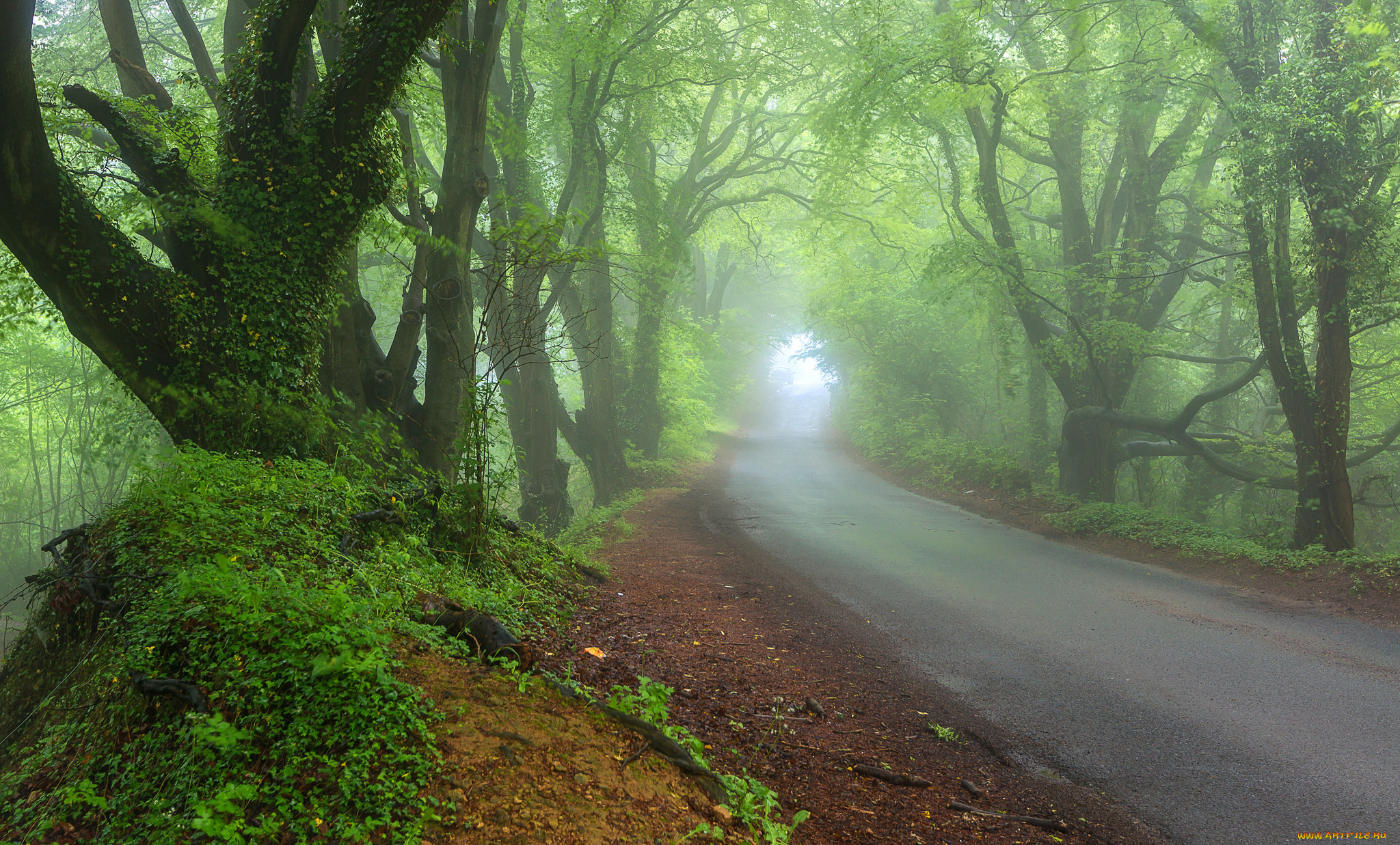 природа, дороги, лес, весна, дорога, туман, дымка
