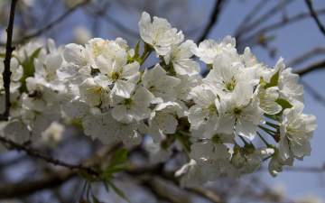 Картинка цветы сакура +вишня ветка вишня