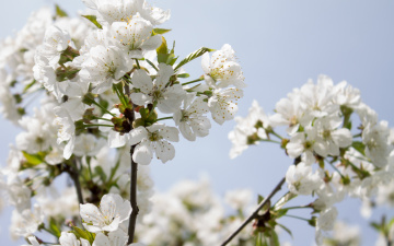 Картинка цветы сакура +вишня вишня ветка