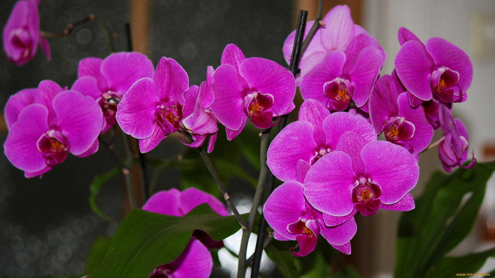 цветы, орхидеи, flowers, цветение, flowering, orchids