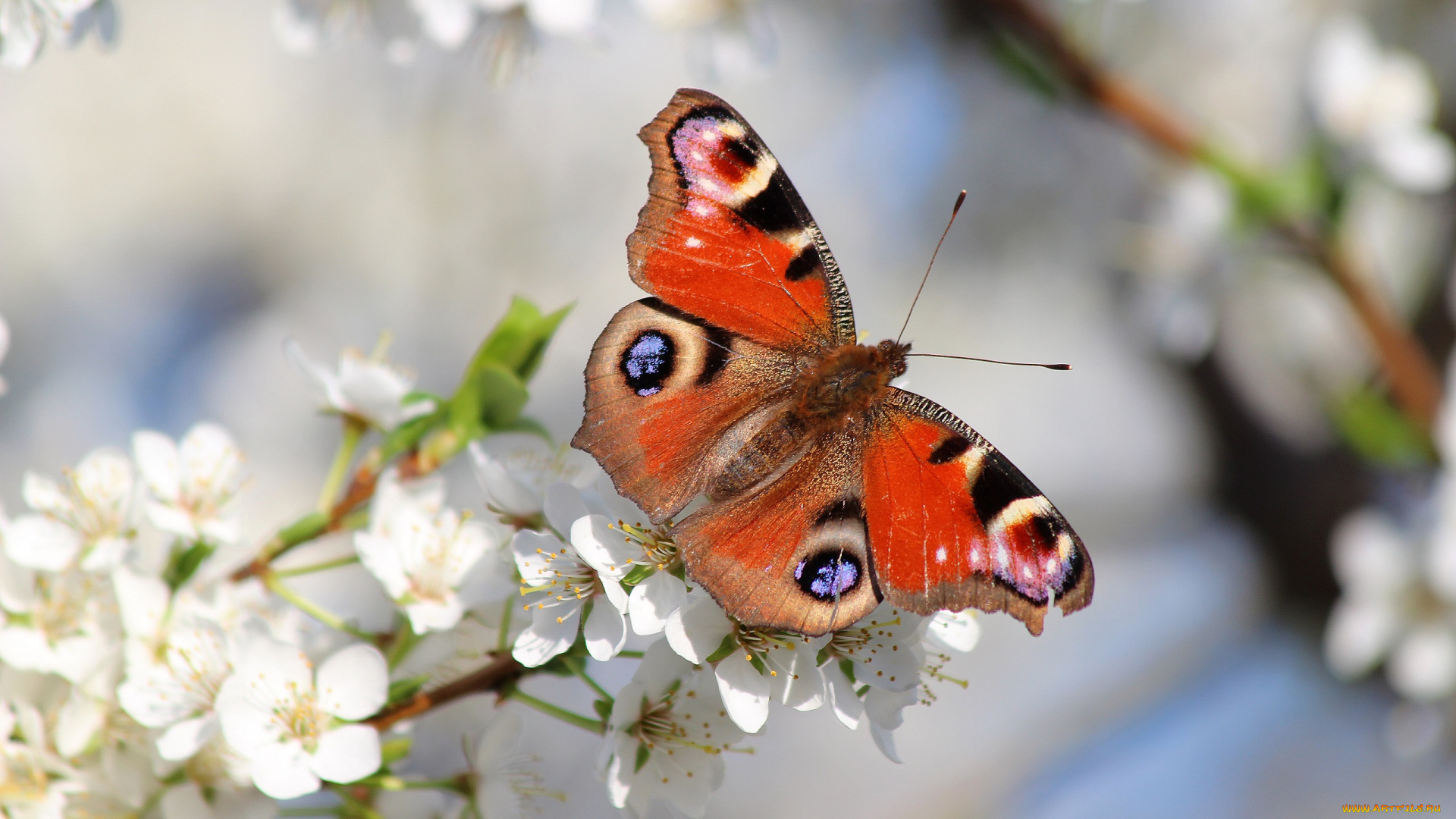 животные, бабочки, , мотыльки, , моли, сад, цветение, бабочка, красота, природа, красиво, весна
