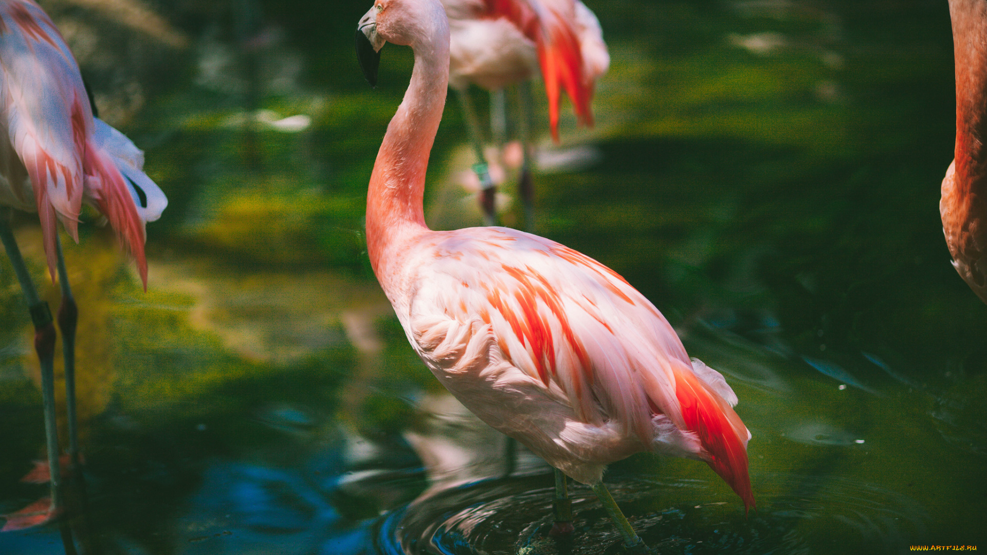 животные, фламинго, ртица, перья, розовый, вода