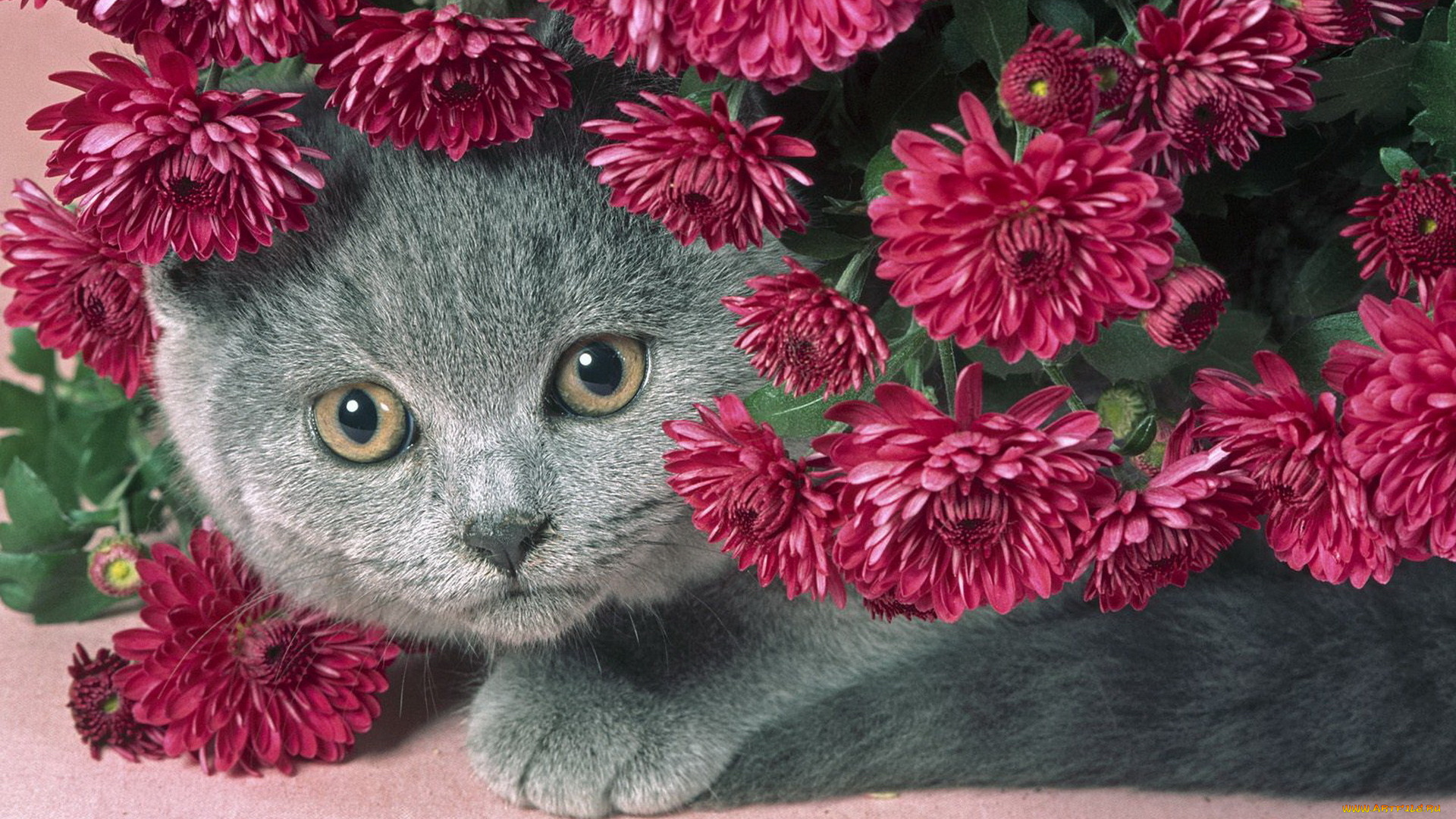 животные, коты, пухлый, котик, серый, кот, цветы, сереневые, красивый