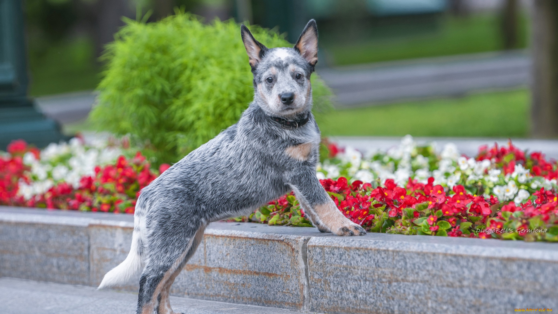 животные, собаки, dingobells, dog-sokol, australian, cattle, dog