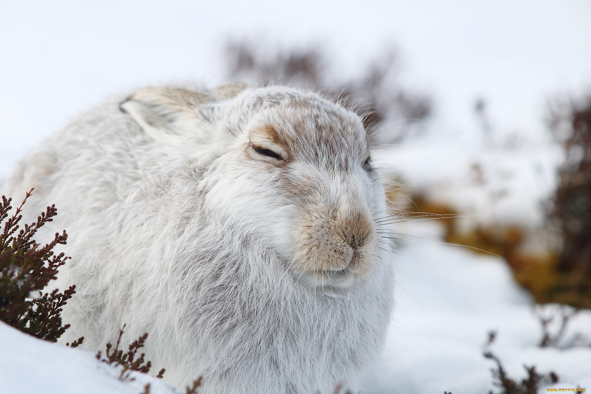 животные, кролики, , зайцы, спит, белый, природа, снег, зима, заяц