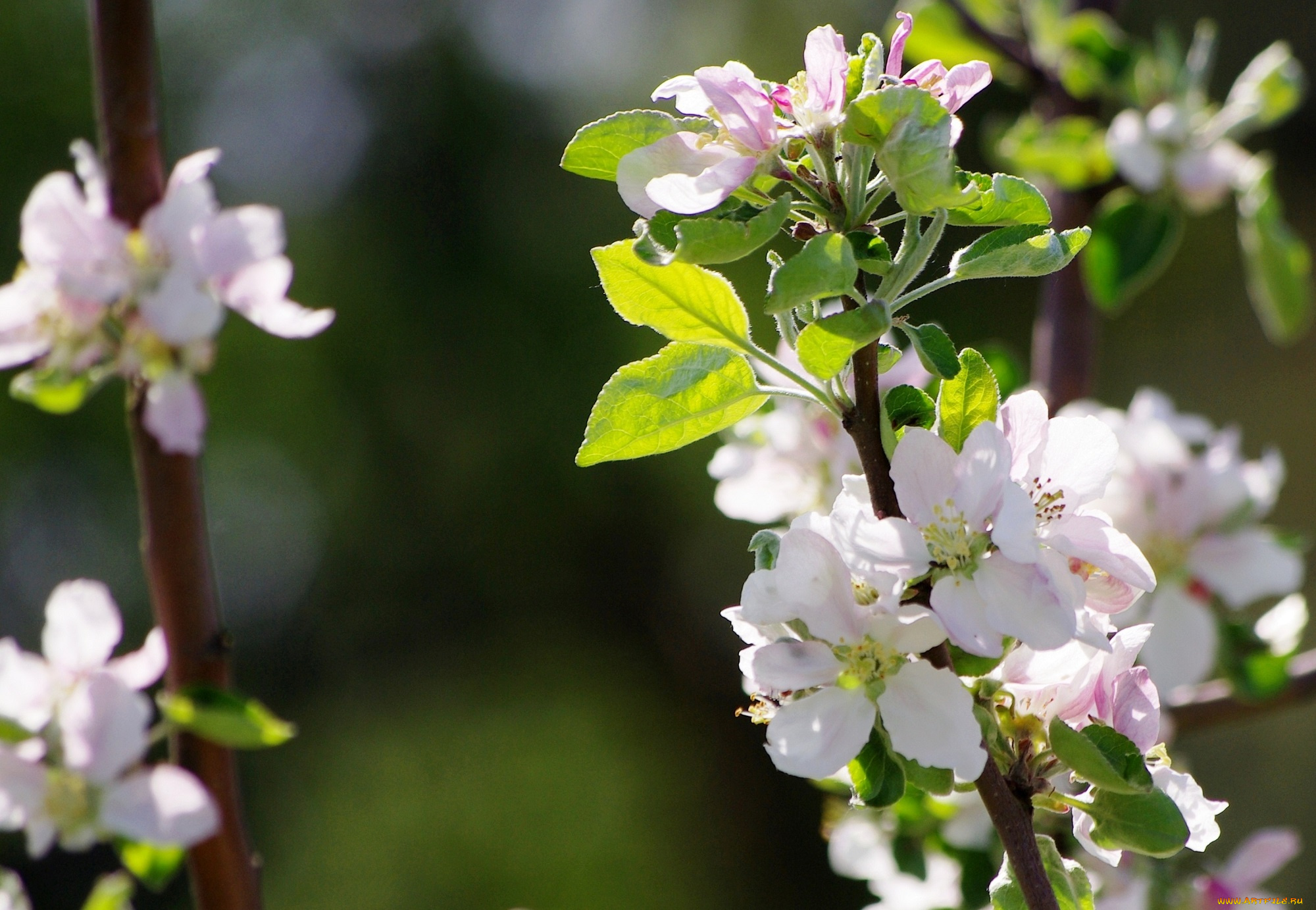 цветы, сакура, , вишня, яблони, весна
