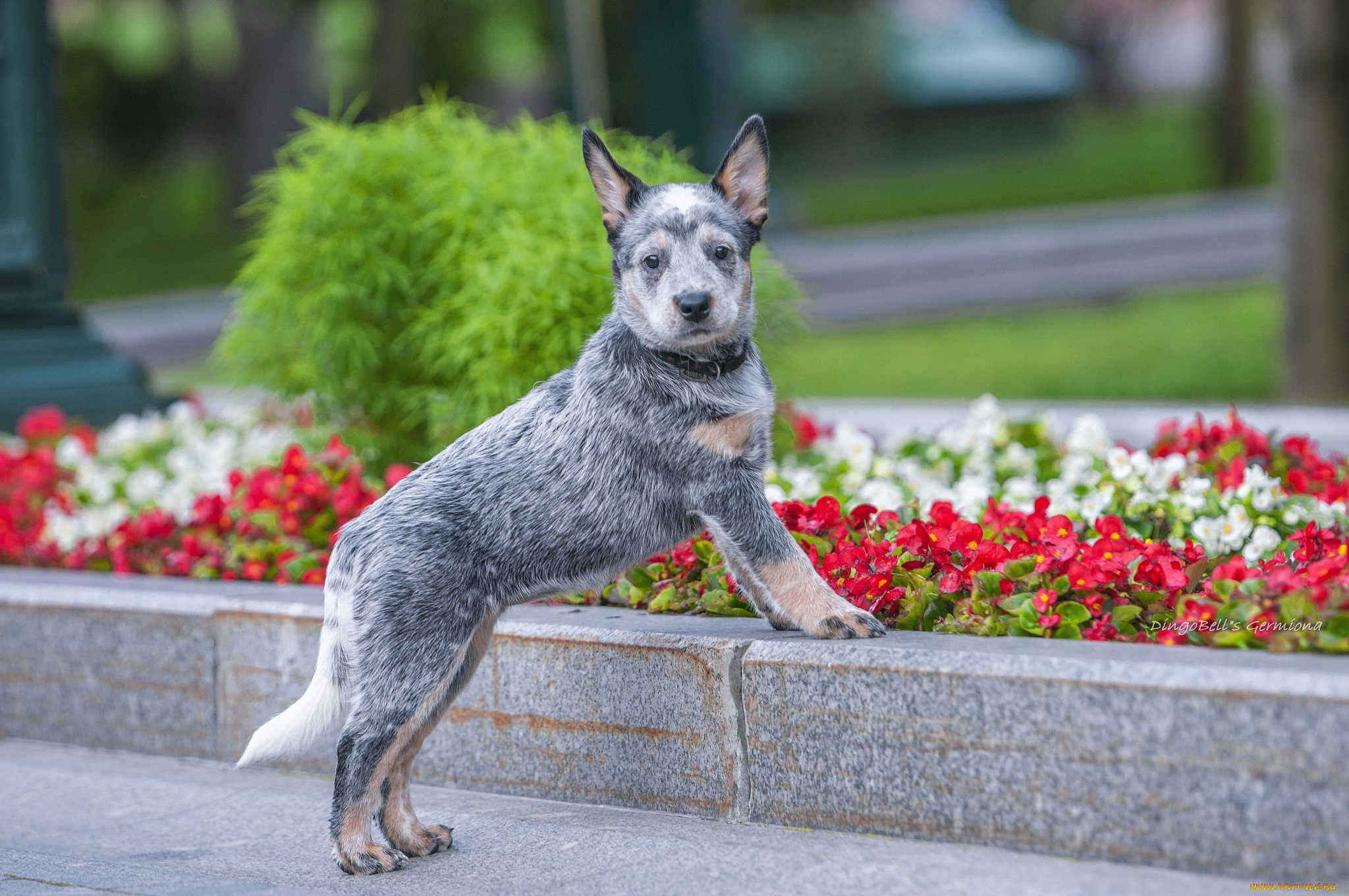 животные, собаки, dingobells, dog-sokol, australian, cattle, dog