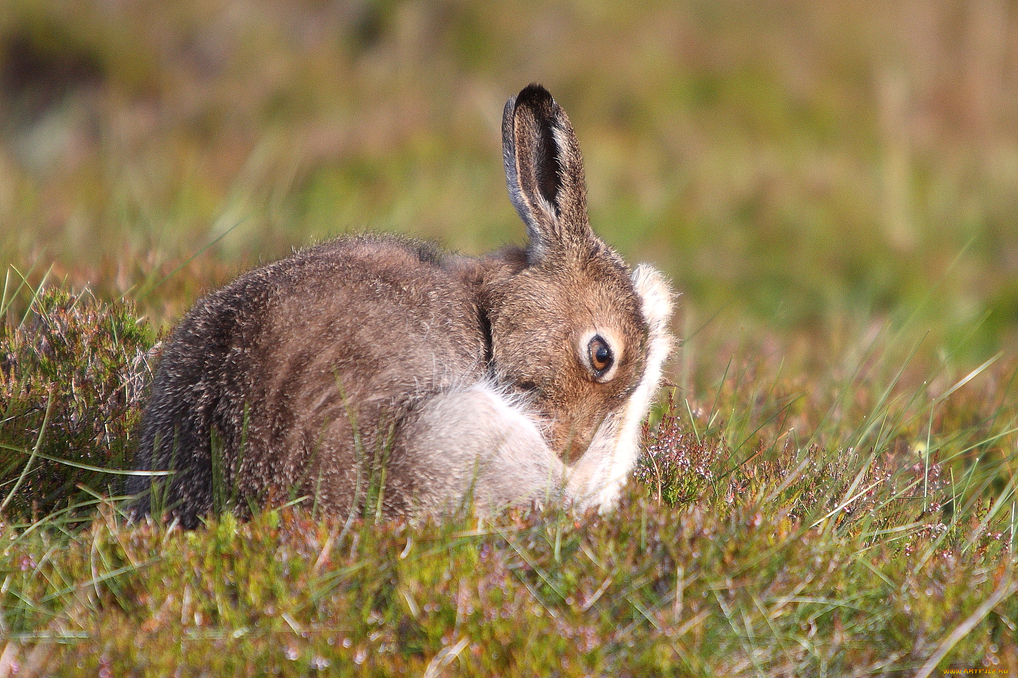 животные, кролики, , зайцы, поле, природа, цветы, трава, забавный, уши, заяц