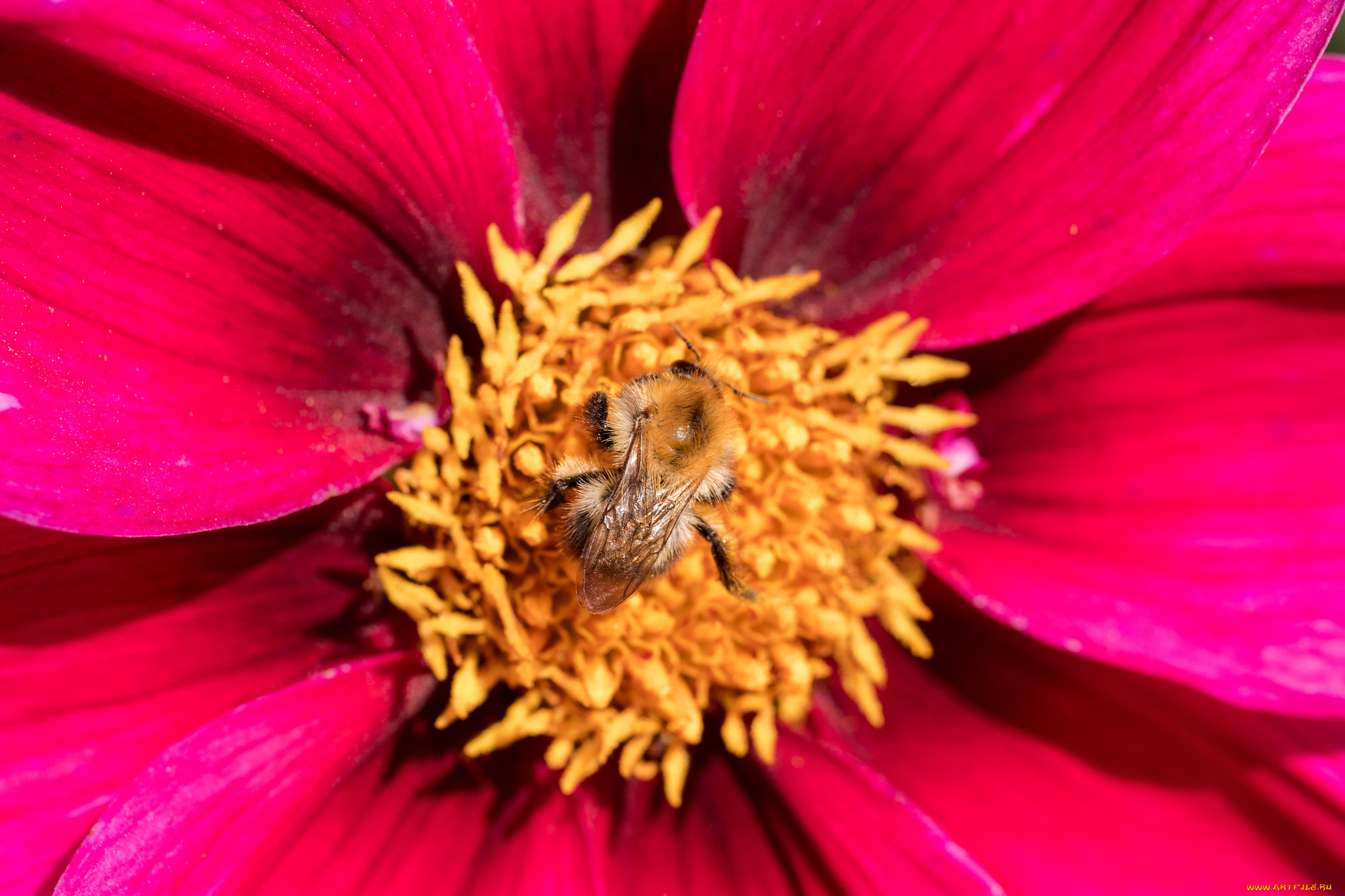 животные, пчелы, , осы, , шмели, пыльца, пчела, сбор, цветок