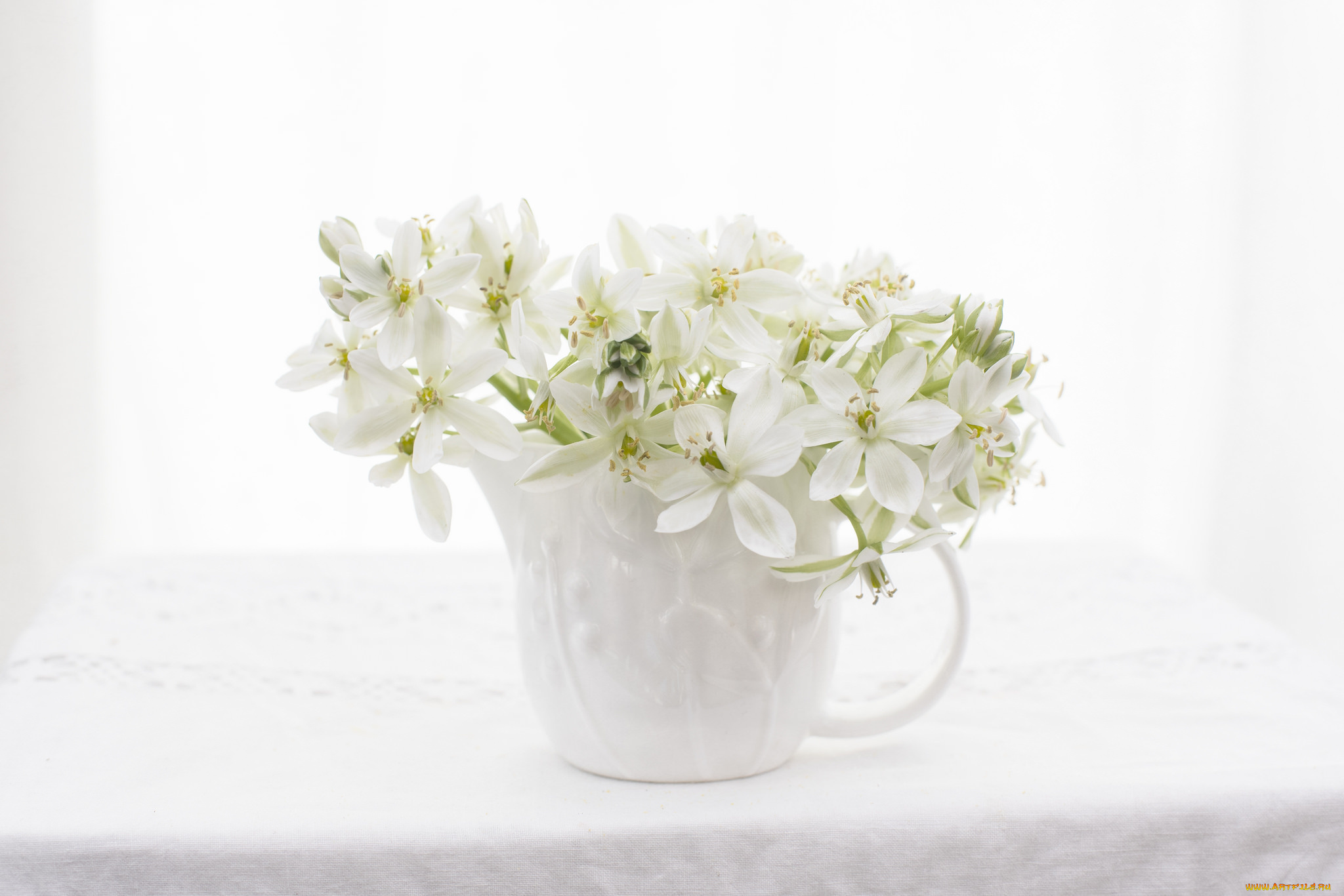 цветы, белый, ваза, цветение