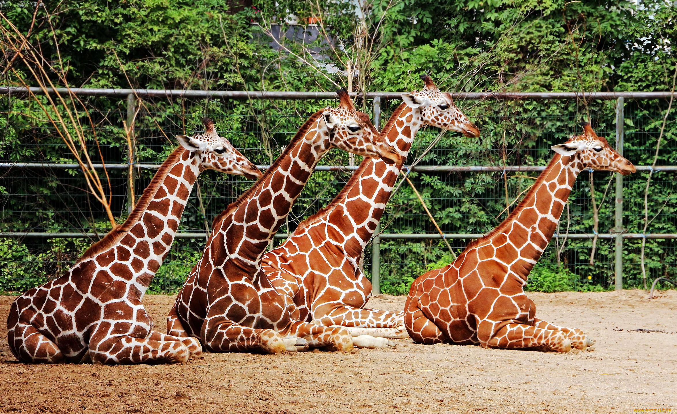 животные, жирафы, дикие, лето, фотоохота, кёльн-зоопарк