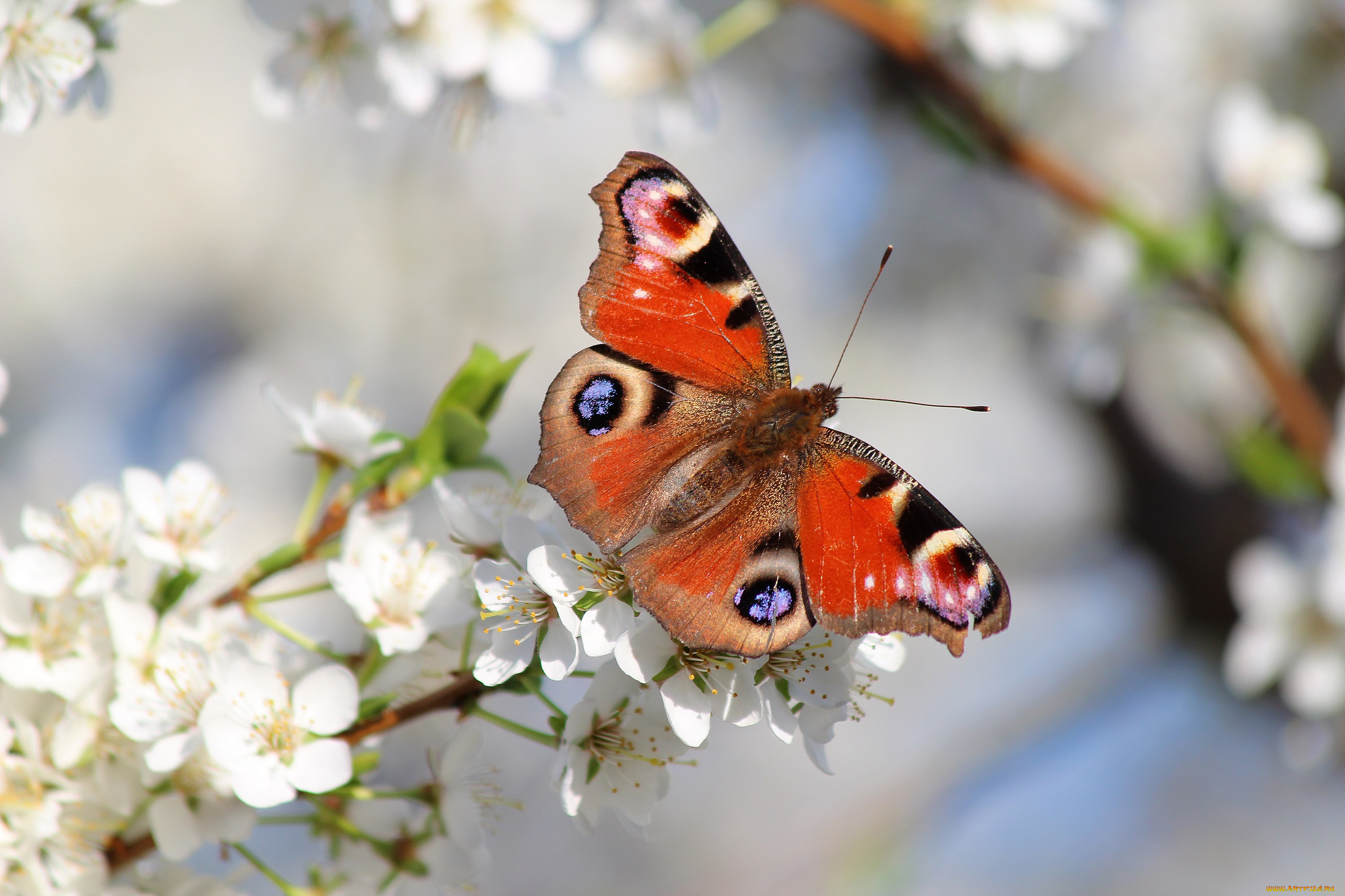 животные, бабочки, , мотыльки, , моли, сад, цветение, бабочка, красота, природа, красиво, весна