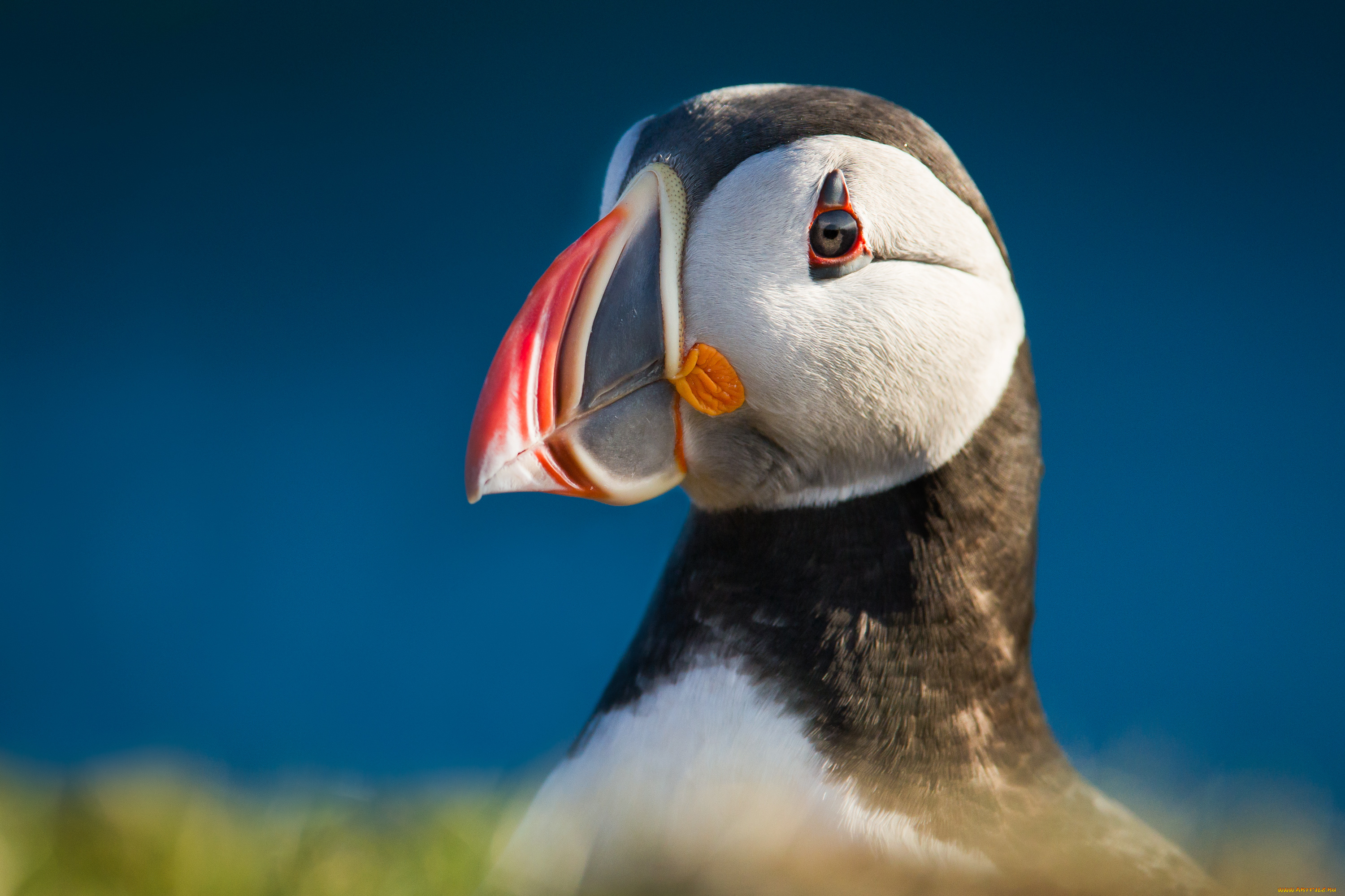 животные, тупики, puffin, цветы, профиль, птица, атлантический, тупик, блики